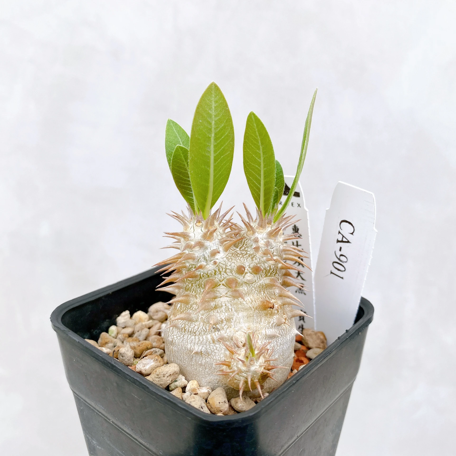 惠比須大黑 Pachypodium ×densicaule(P. densiflorum × P. brevicaule) CA-901