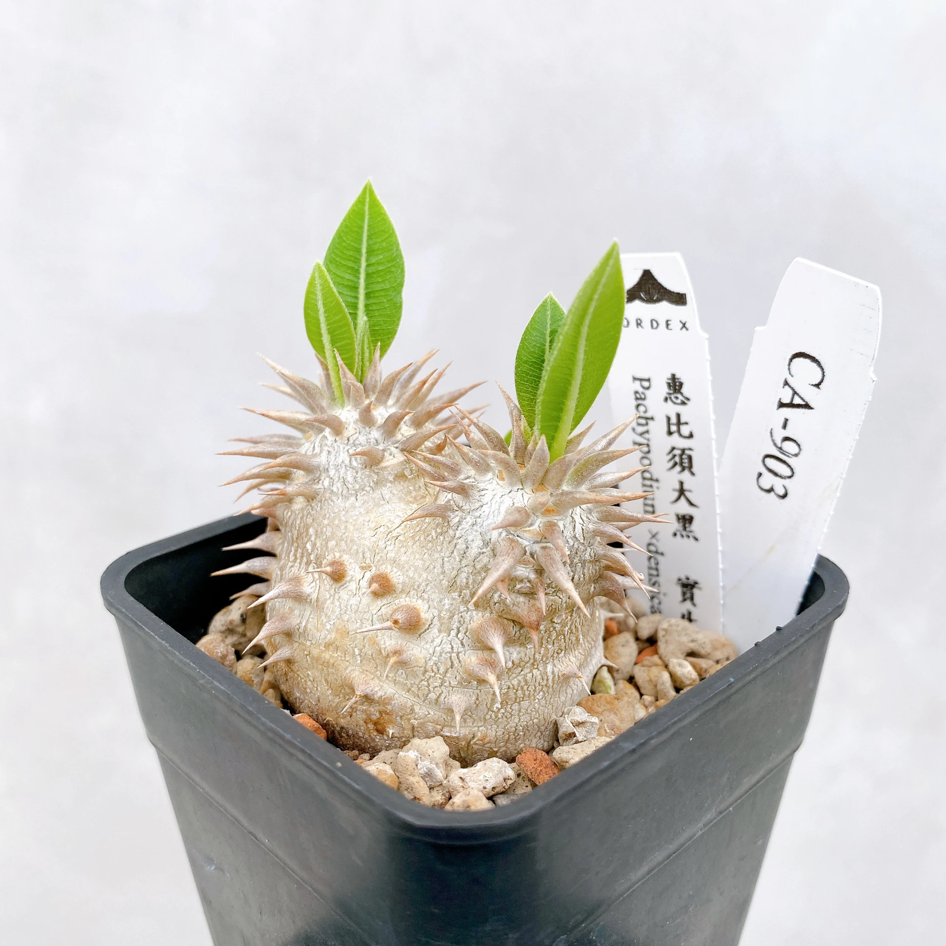 惠比須大黑 Pachypodium ×densicaule(P. densiflorum × P. brevicaule) CA-903
