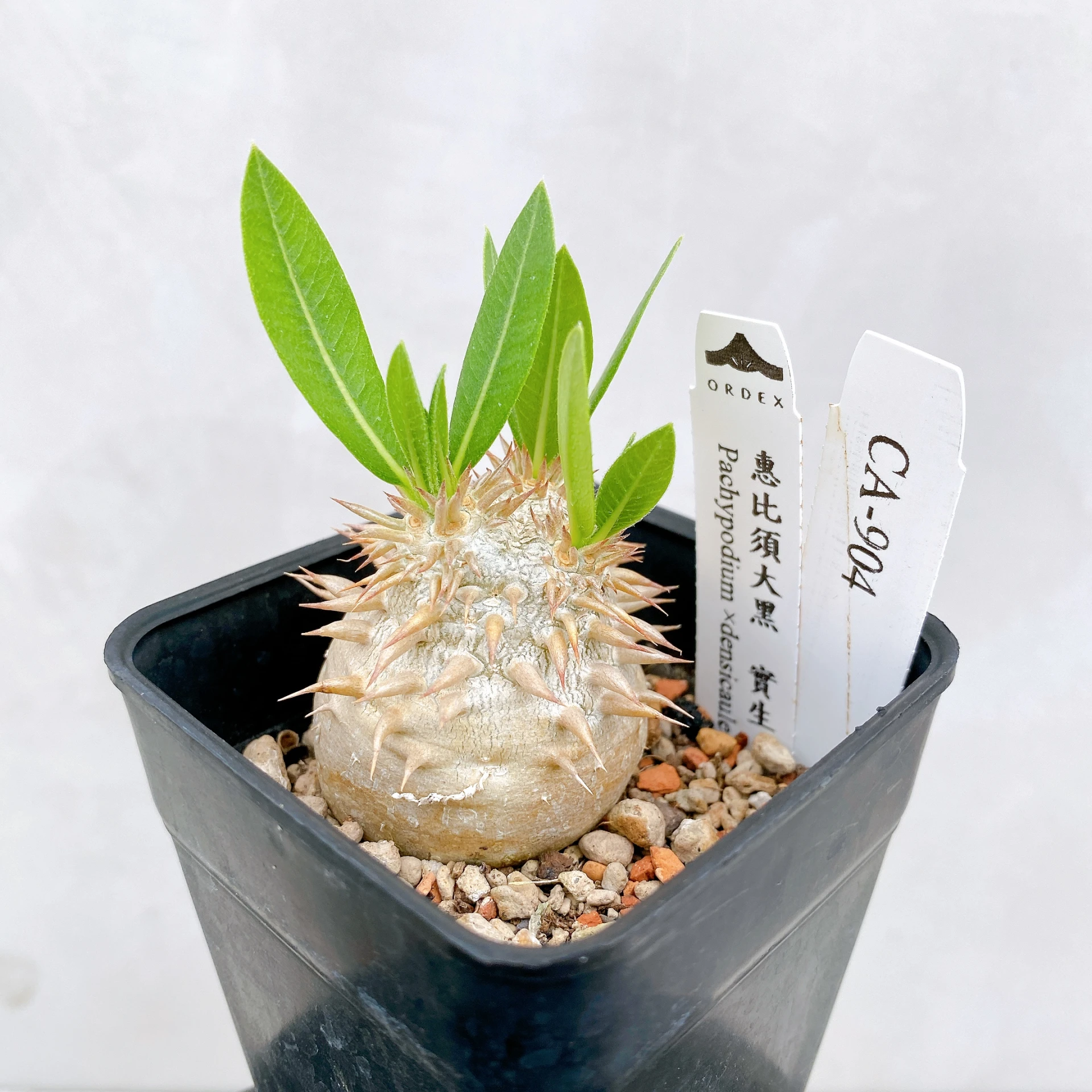 惠比須大黑 Pachypodium ×densicaule(P. densiflorum × P. brevicaule) CA-904