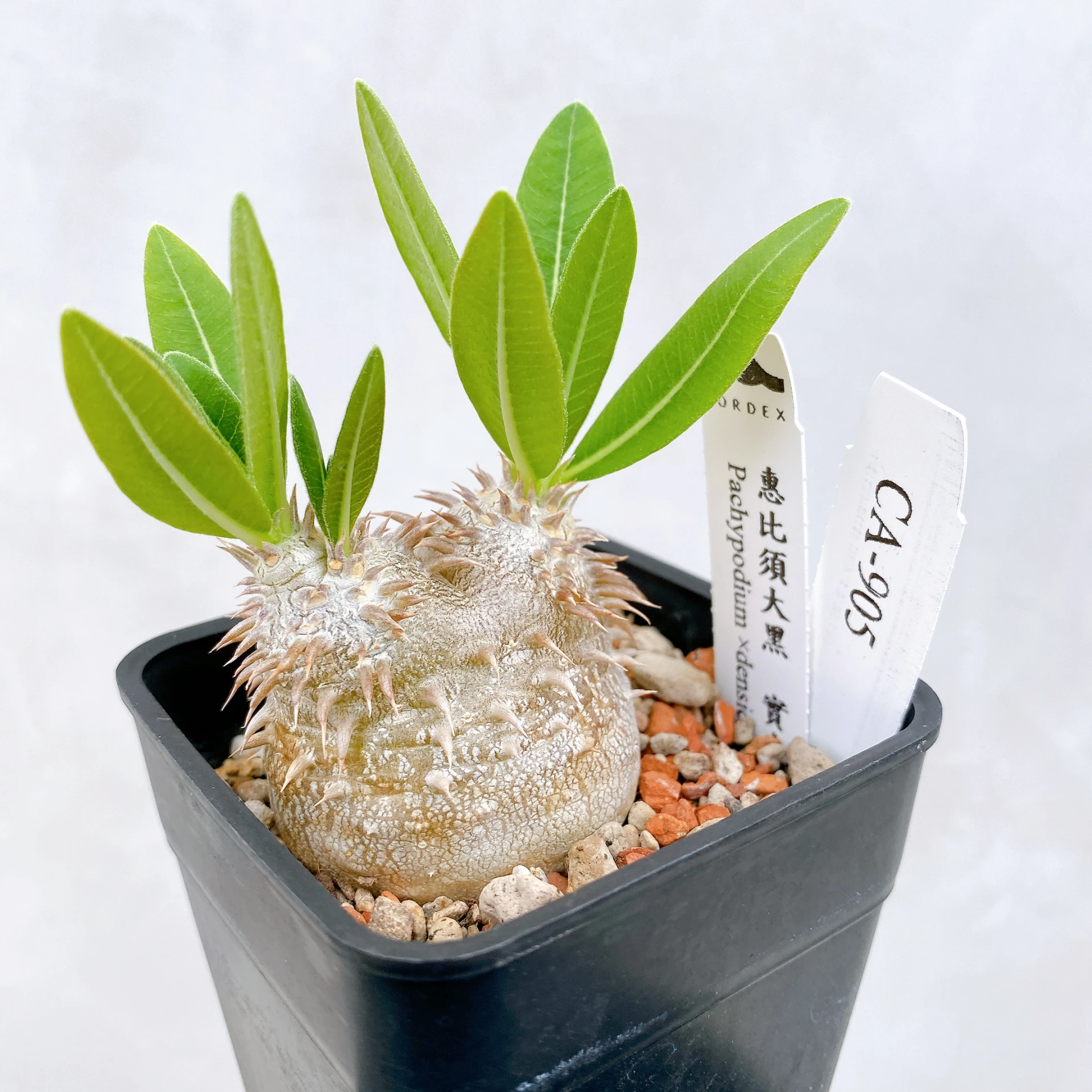 惠比須大黑 Pachypodium ×densicaule(P. densiflorum × P. brevicaule) CA-905
