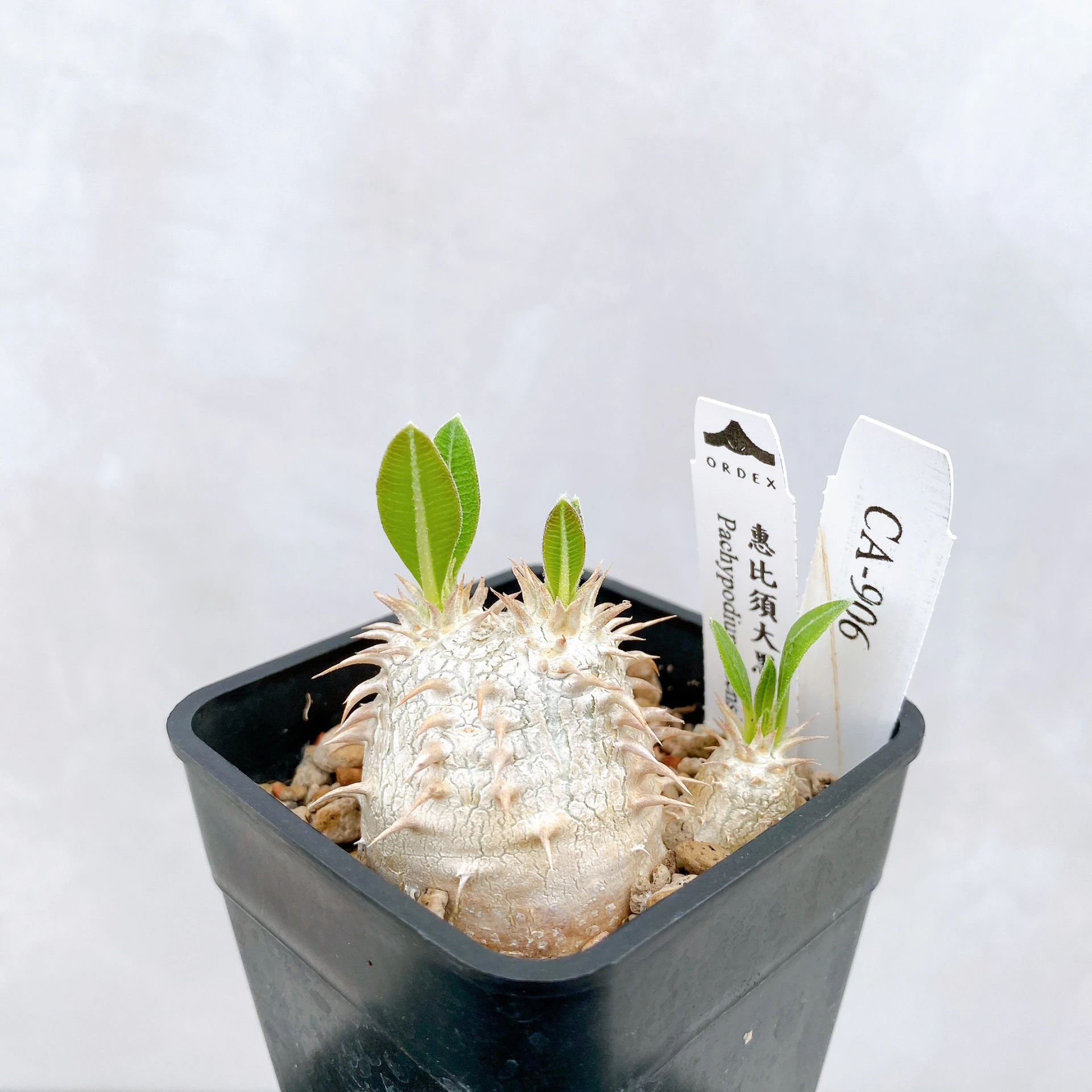 惠比須大黑 Pachypodium ×densicaule(P. densiflorum × P. brevicaule) CA-906