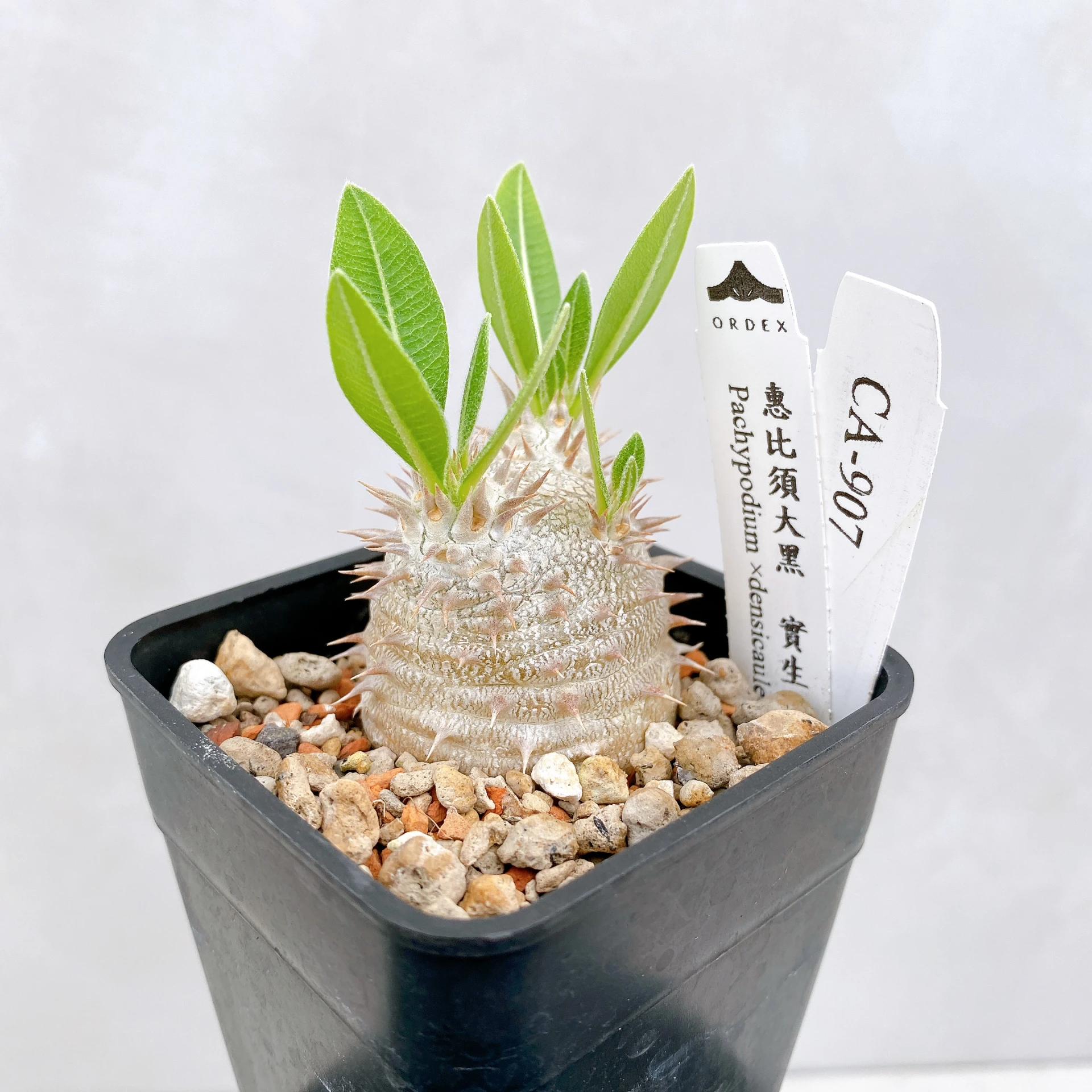 惠比須大黑 Pachypodium ×densicaule(P. densiflorum × P. brevicaule) CA-907