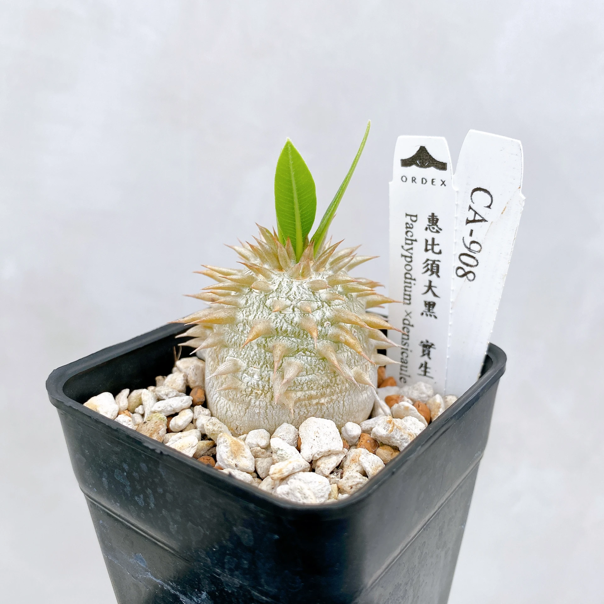 惠比須大黑 Pachypodium ×densicaule(P. densiflorum × P. brevicaule) CA-908