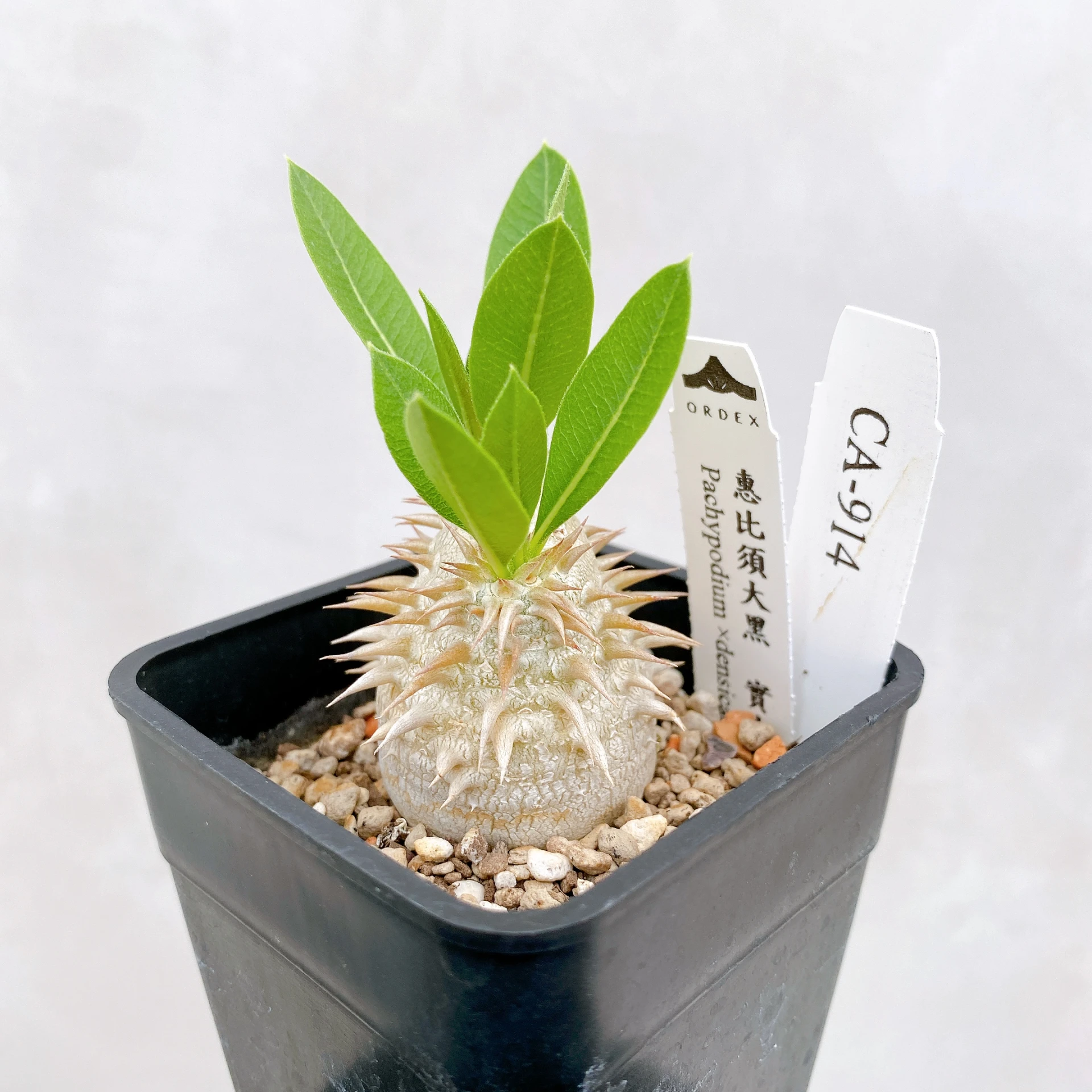 惠比須大黑 Pachypodium ×densicaule(P. densiflorum × P. brevicaule) CA-914