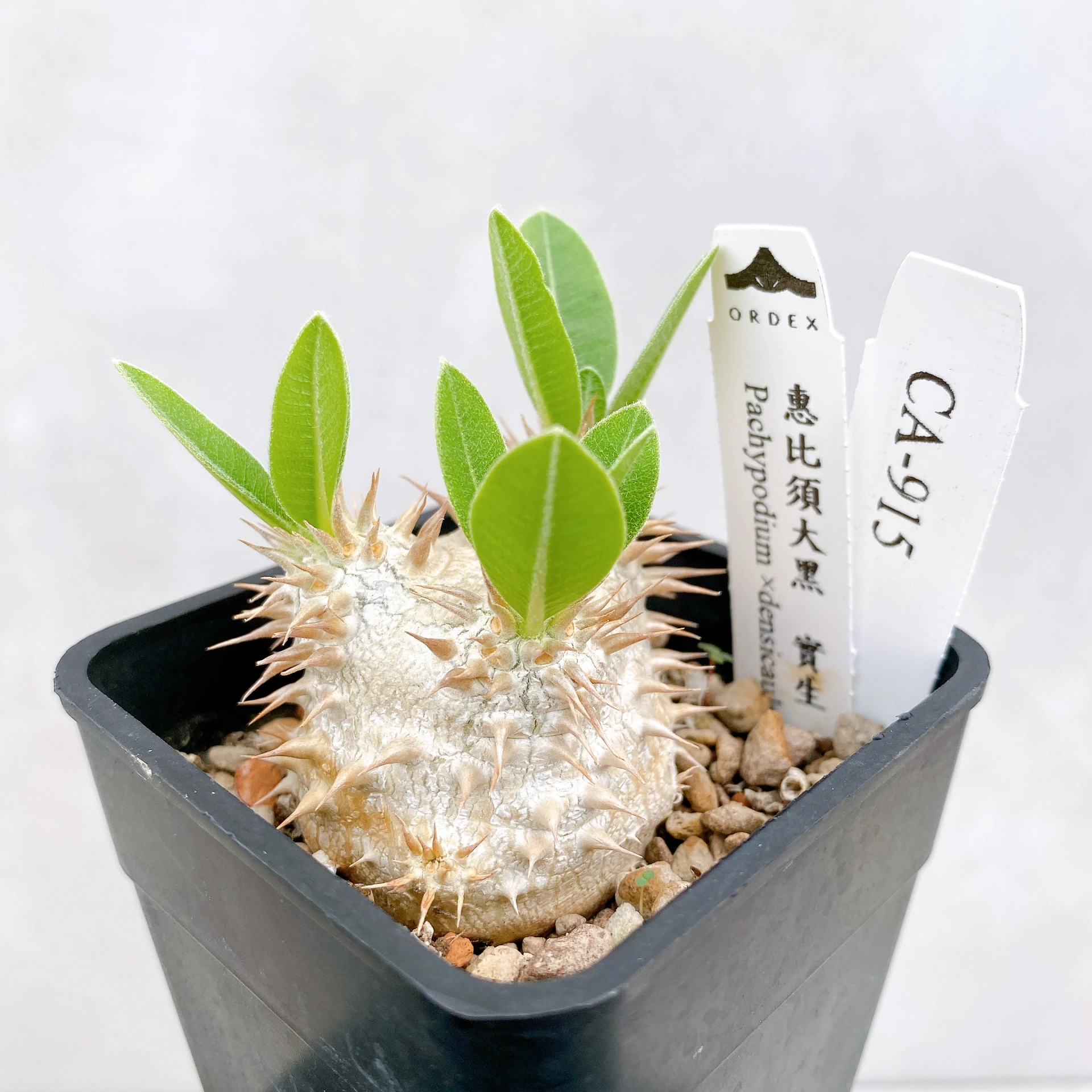 惠比須大黑 Pachypodium ×densicaule(P. densiflorum × P. brevicaule) CA-915