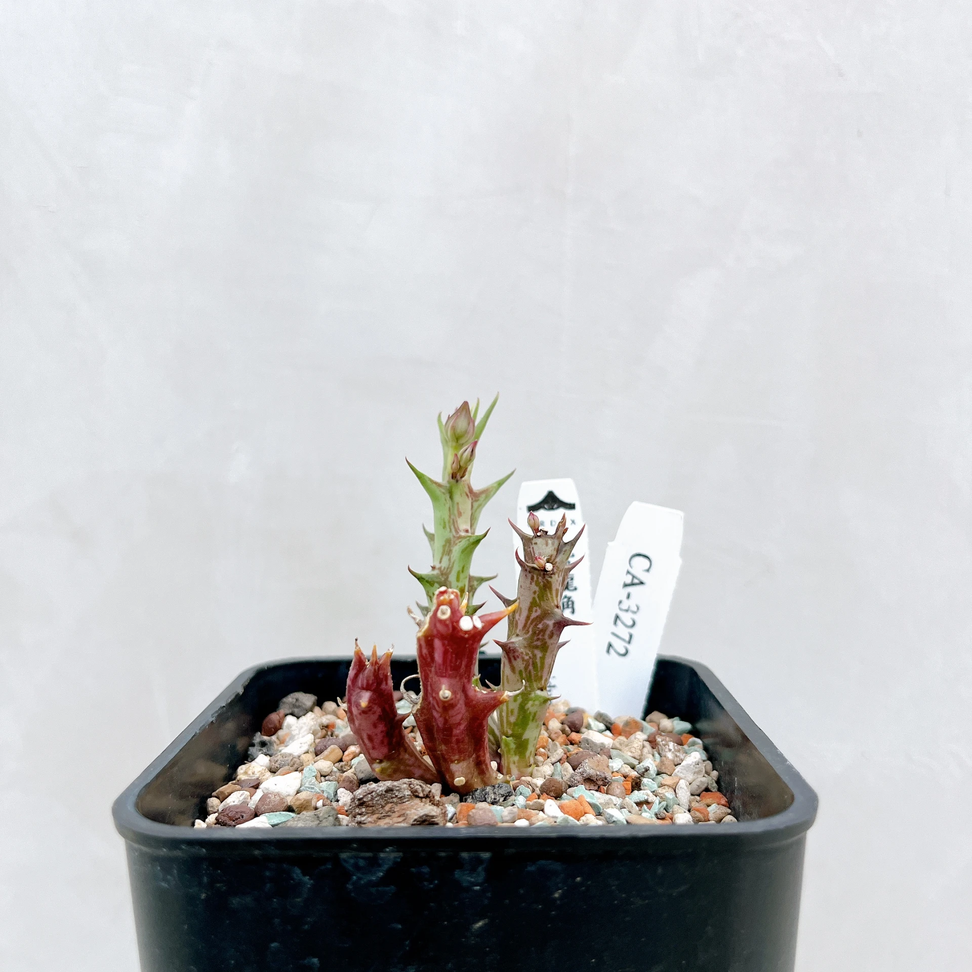 紫龍角 Caralluma hesperidum CA-3272