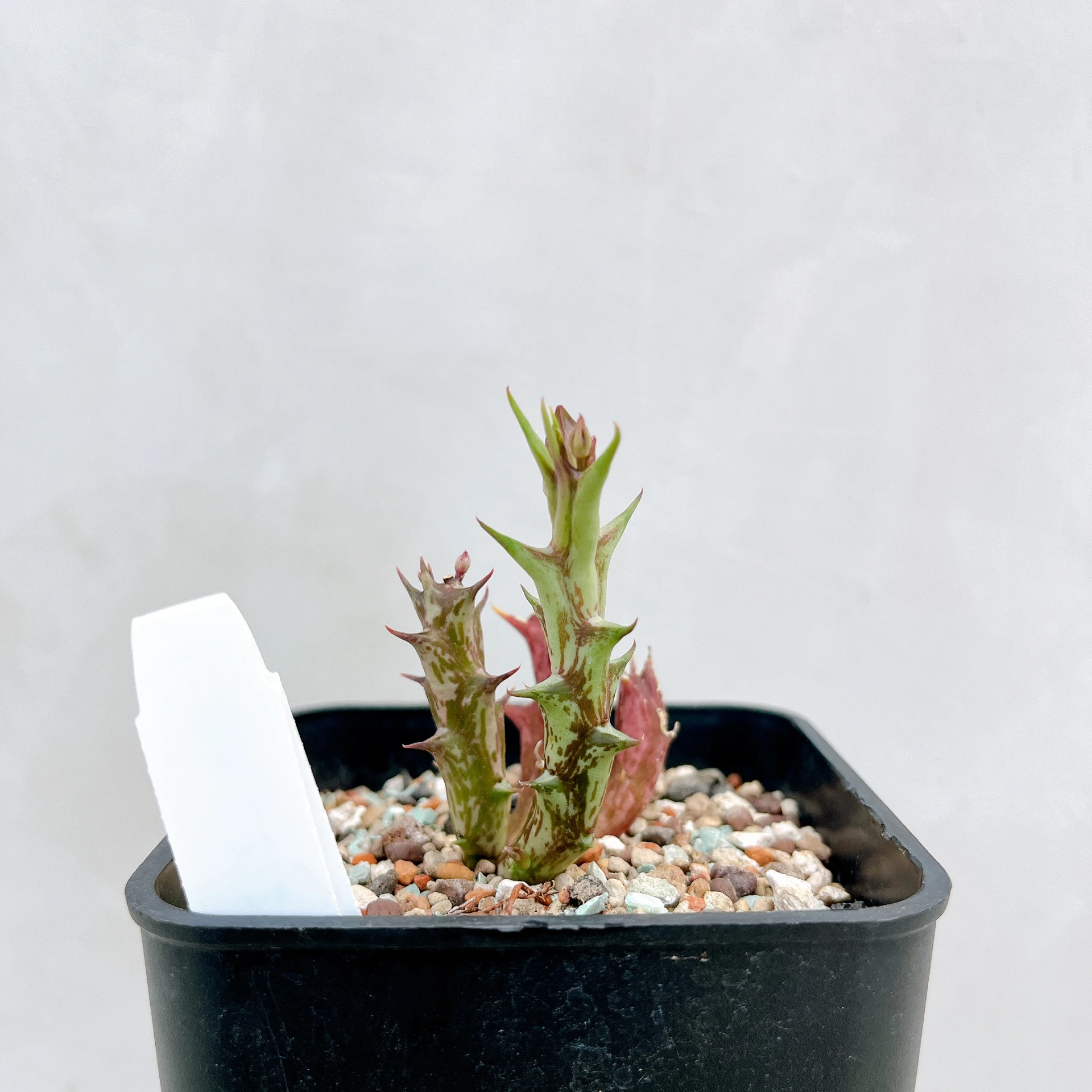 紫龍角 Caralluma hesperidum CA-3272