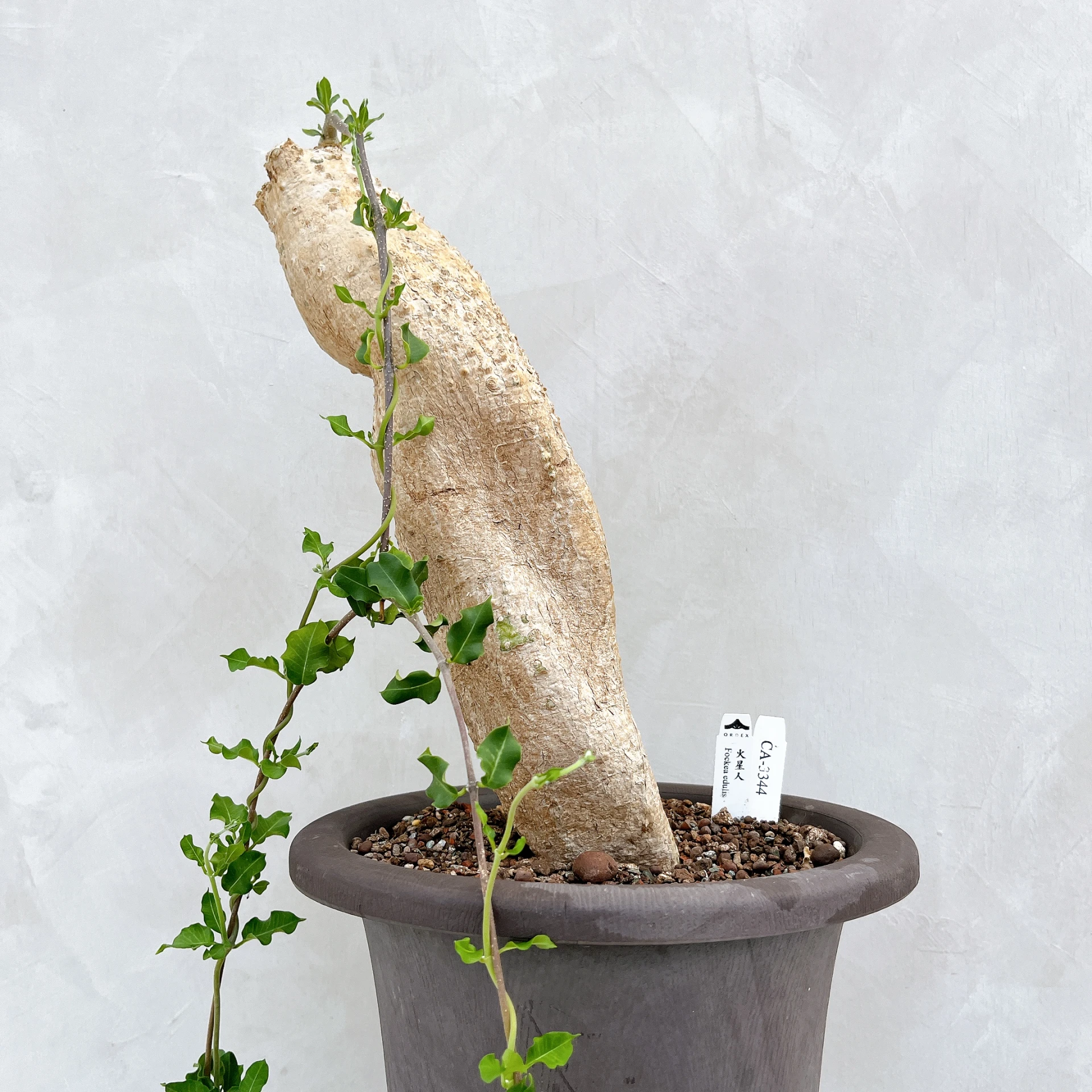 火星人 Fockea edulis CA-3344