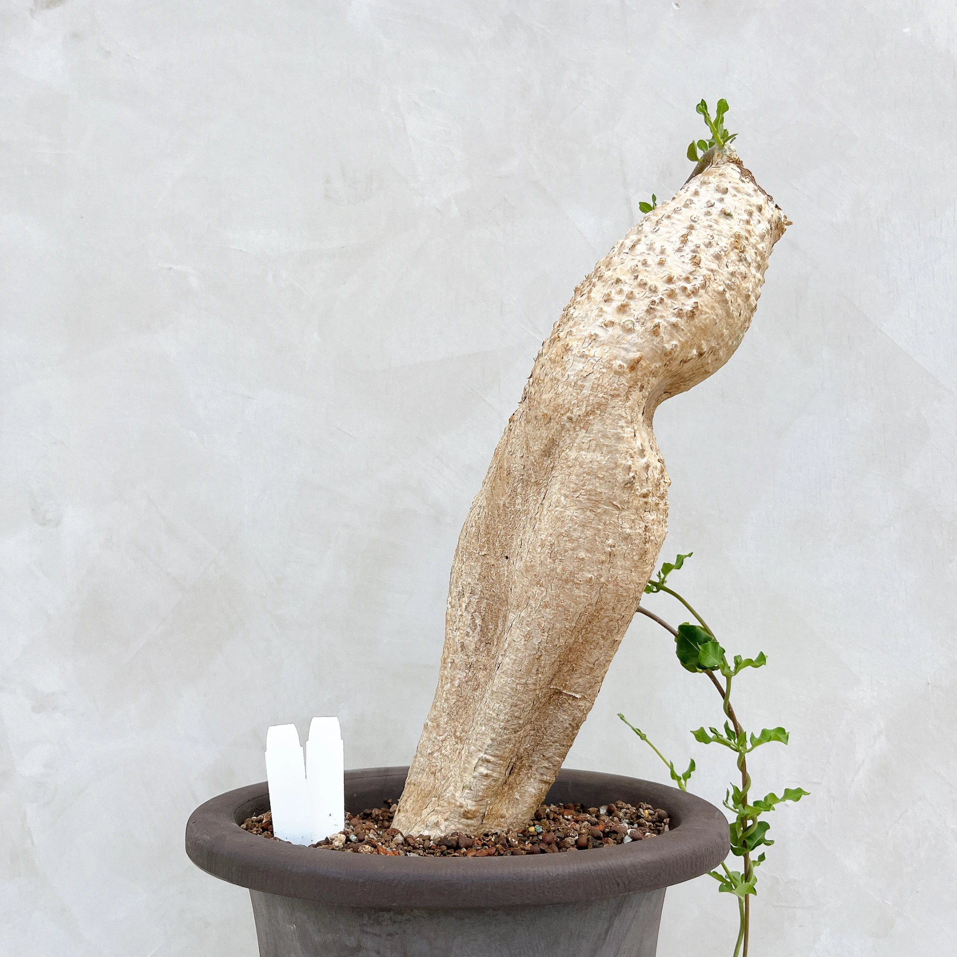 火星人 Fockea edulis CA-3344