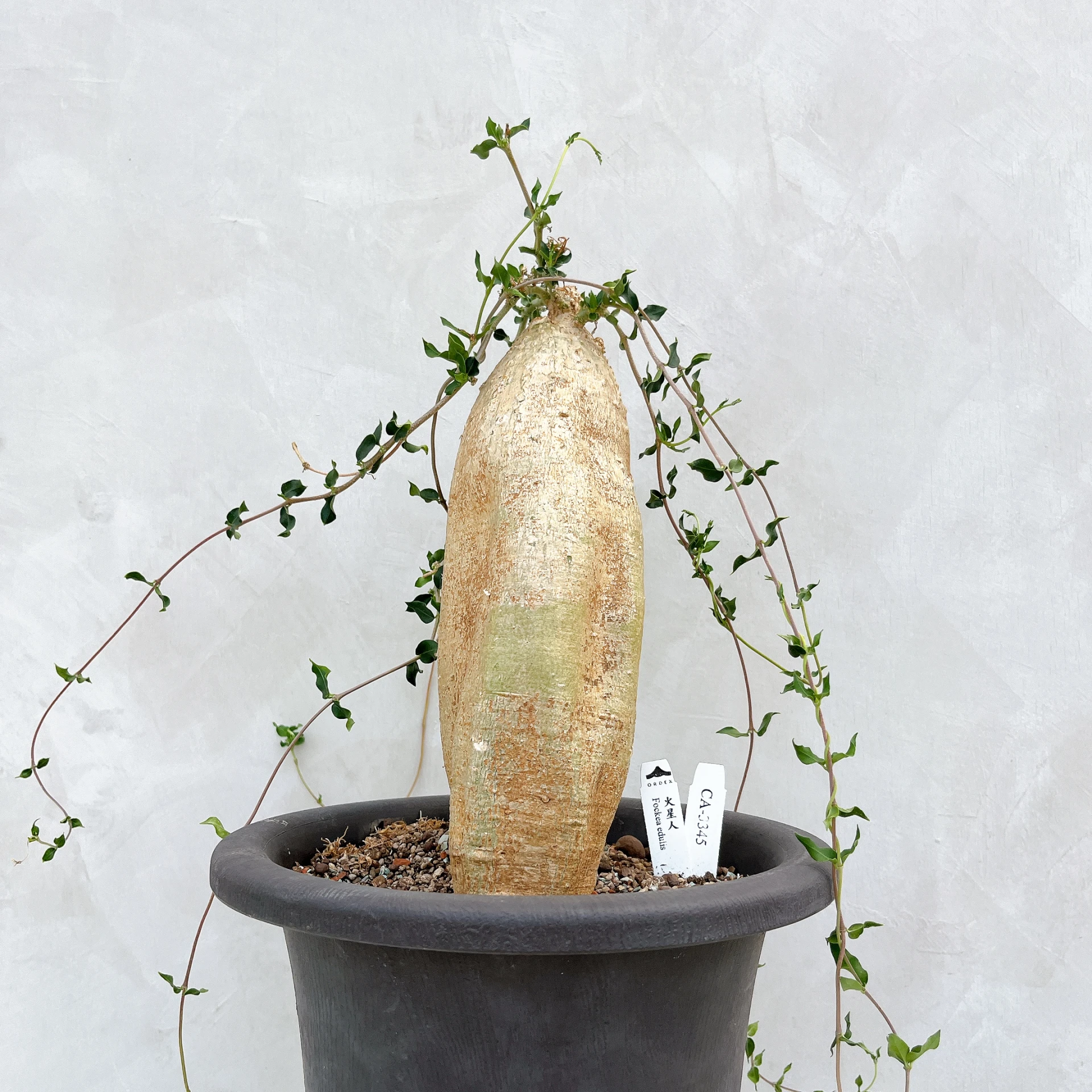 火星人 Fockea edulis CA-3345
