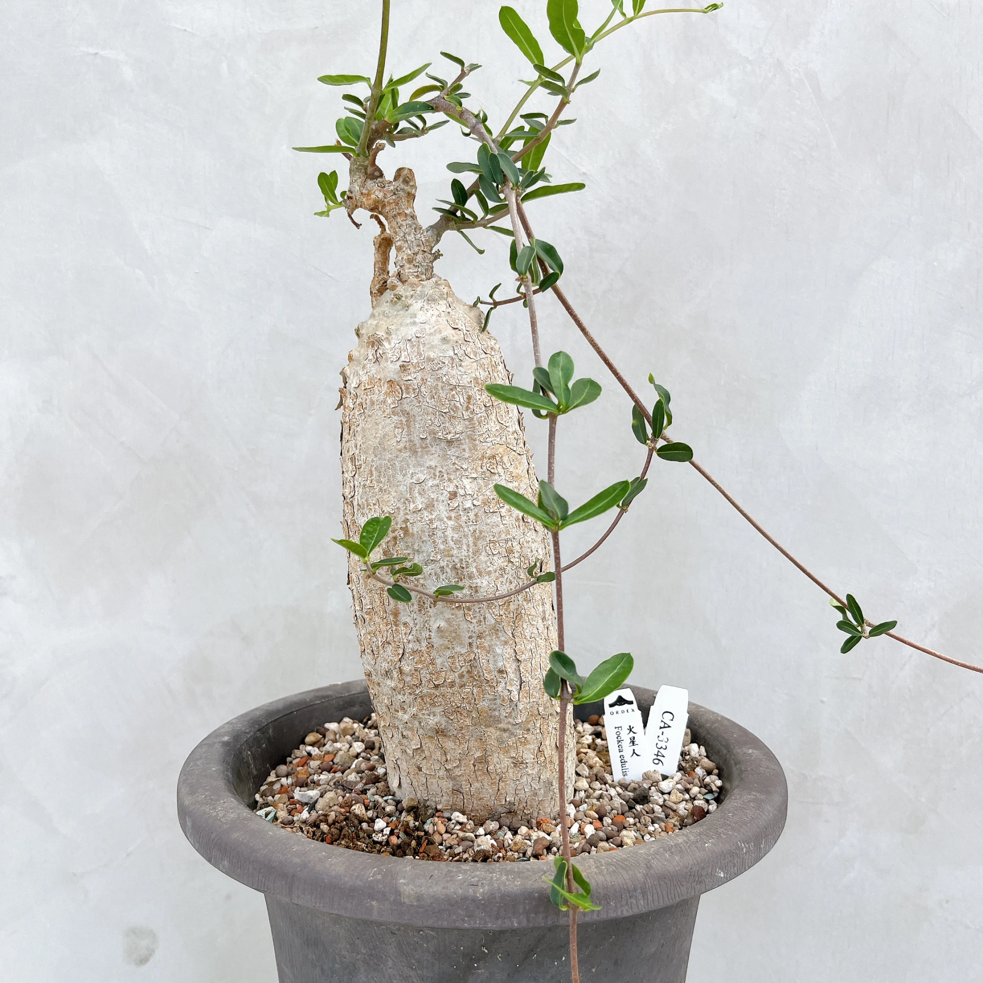 火星人 Fockea edulis CA-3346