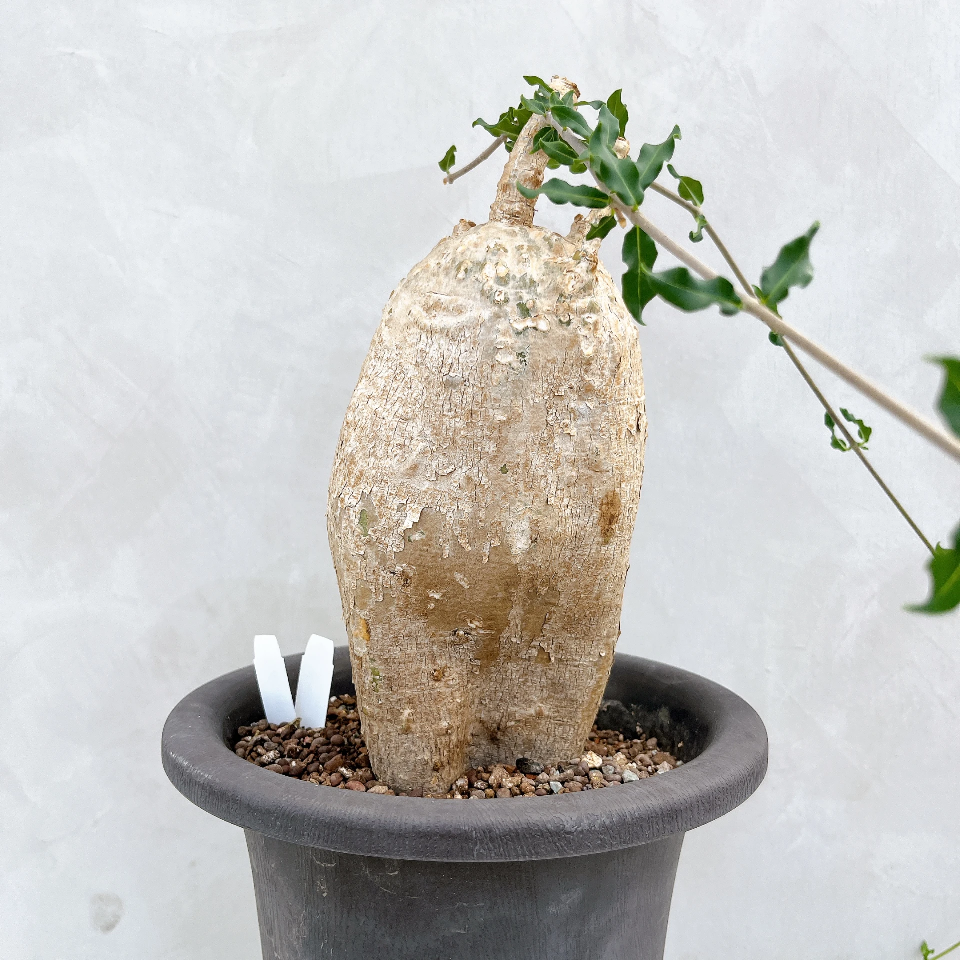 火星人 Fockea edulis CA-3349