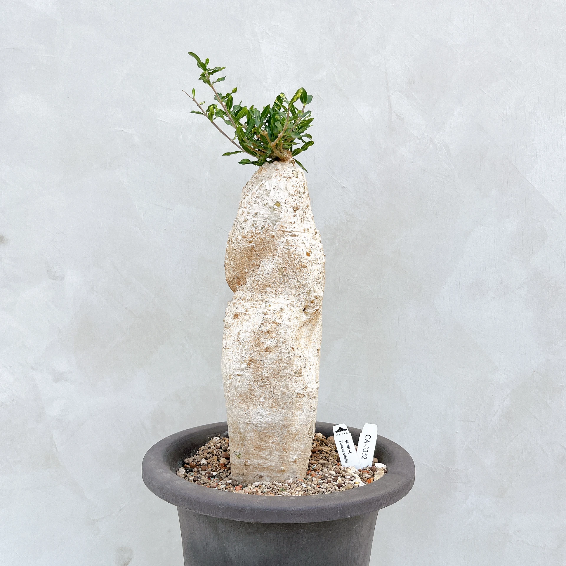 火星人 Fockea edulis CA-3352
