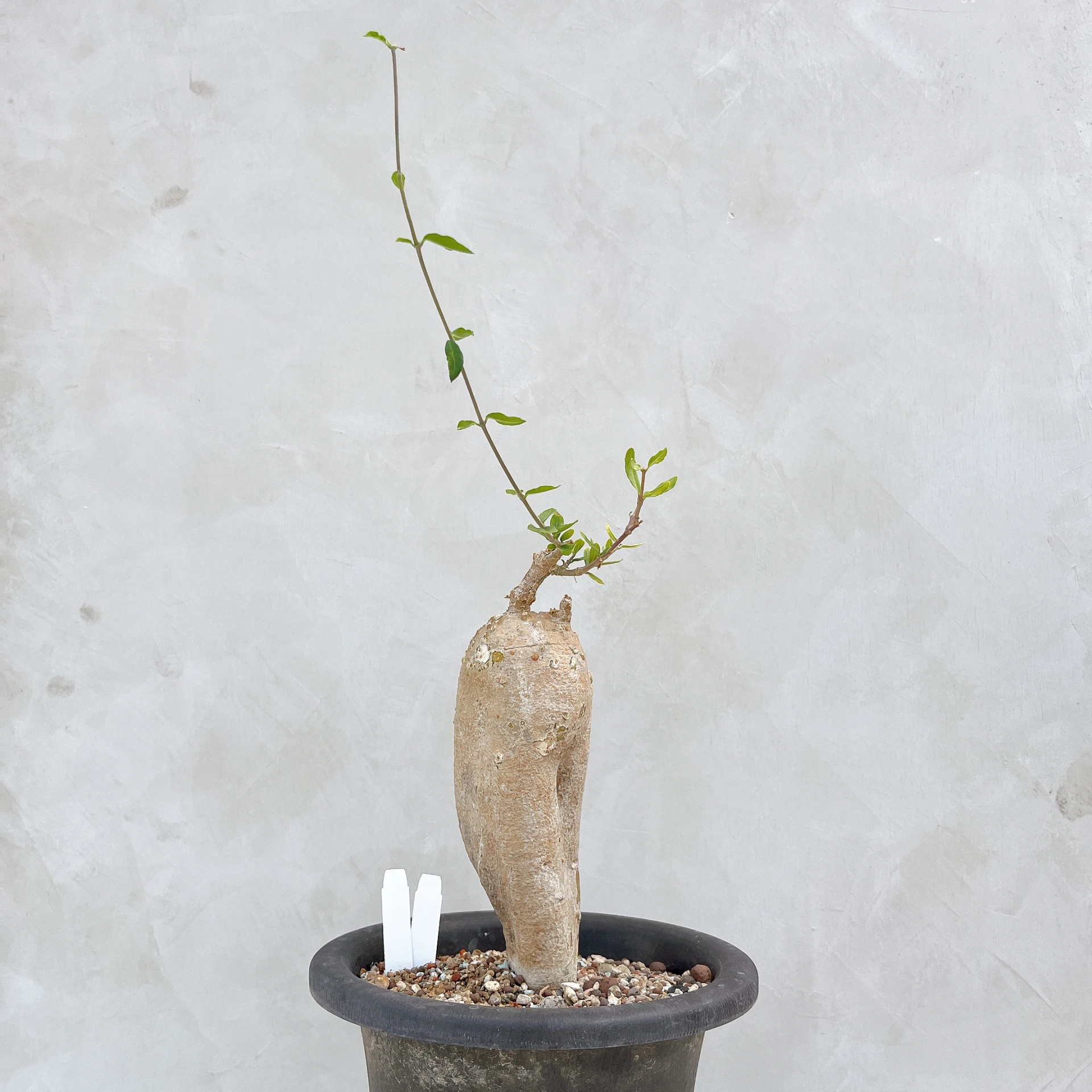 火星人 Fockea edulis CA-3357