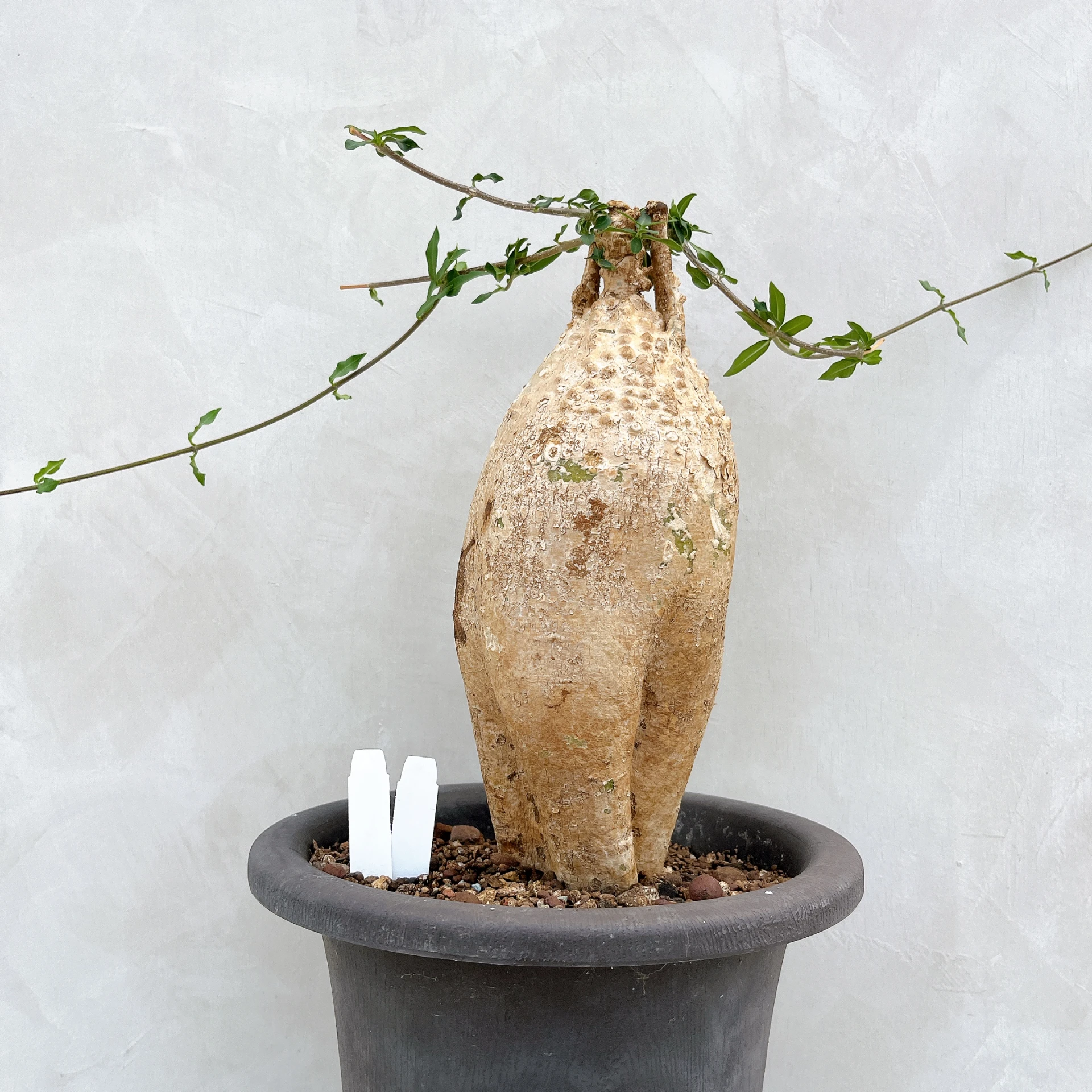 火星人 Fockea edulis CA-3358