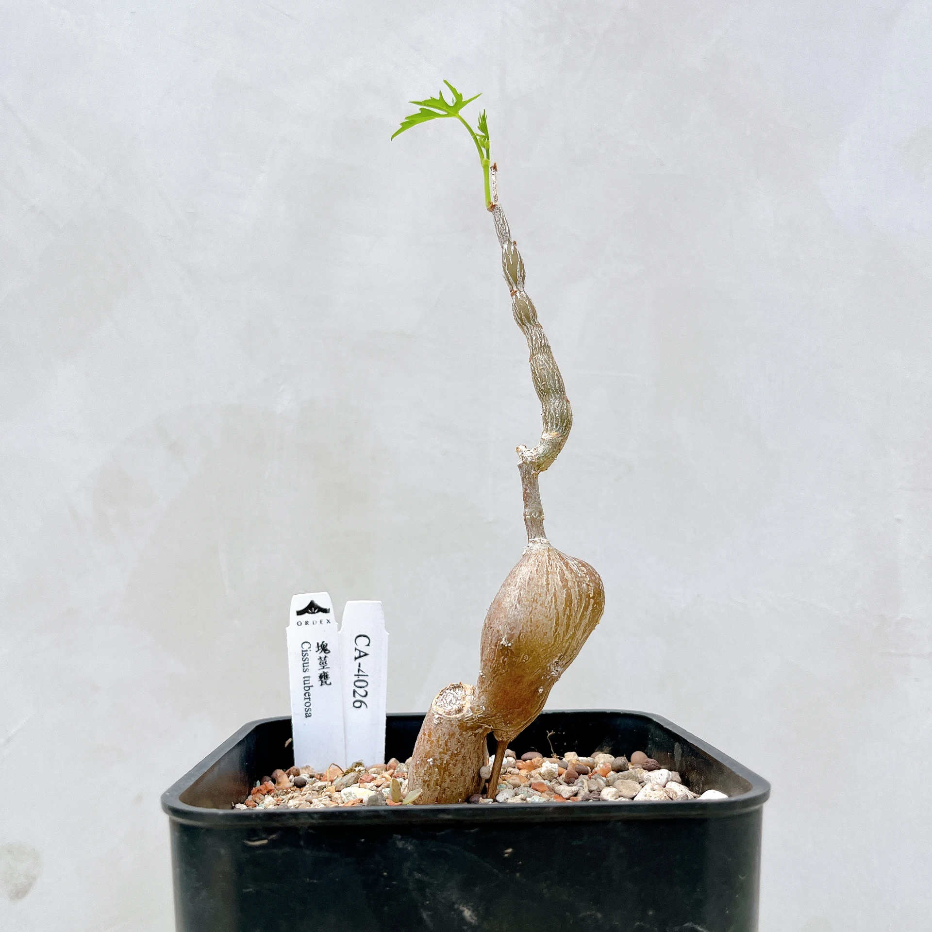 塊莖甕 Cissus tuberosa CA-4026