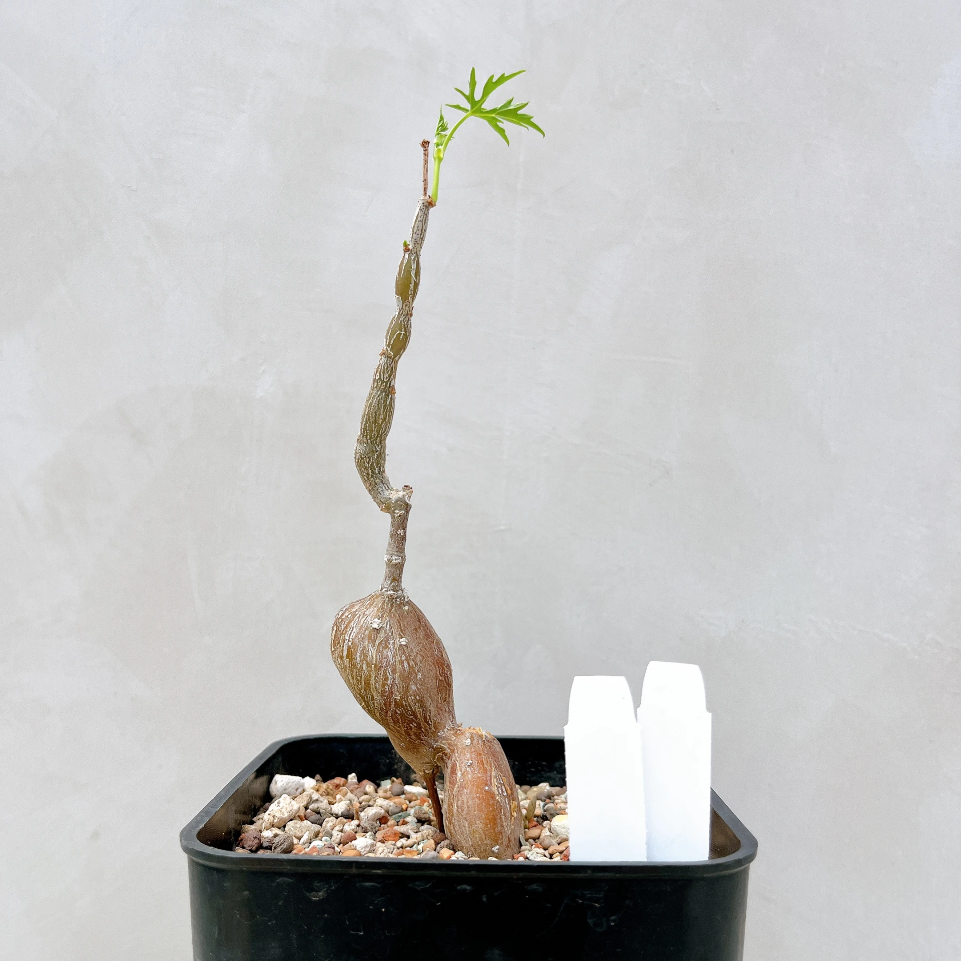 塊莖甕 Cissus tuberosa CA-4026