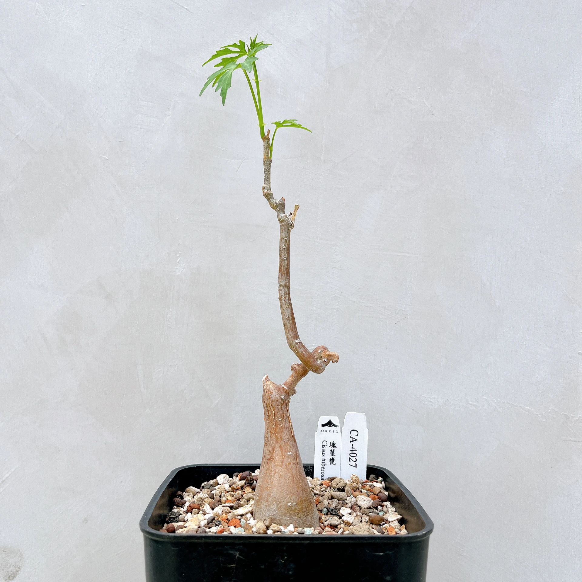 塊莖甕 Cissus tuberosa CA-4027