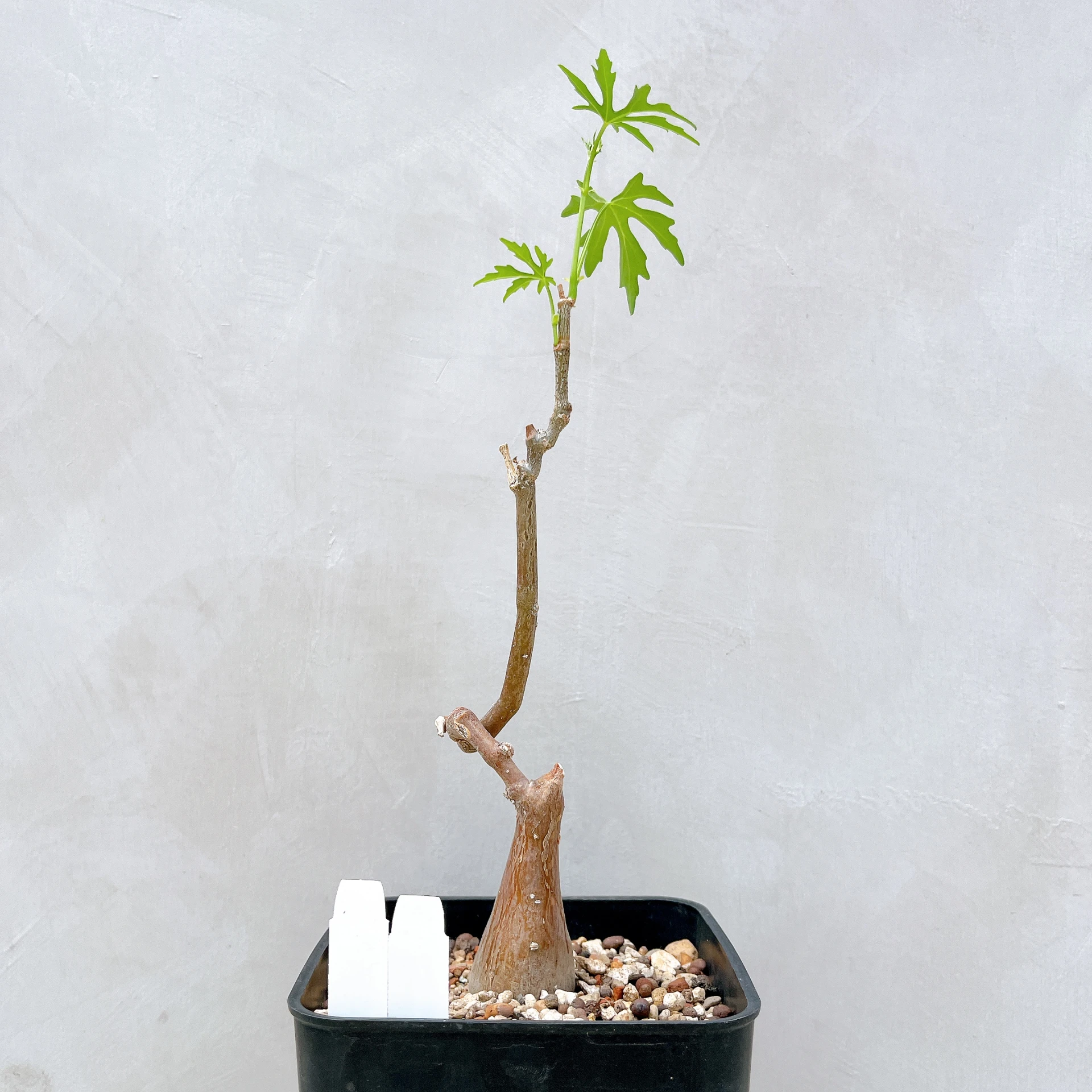 塊莖甕 Cissus tuberosa CA-4027
