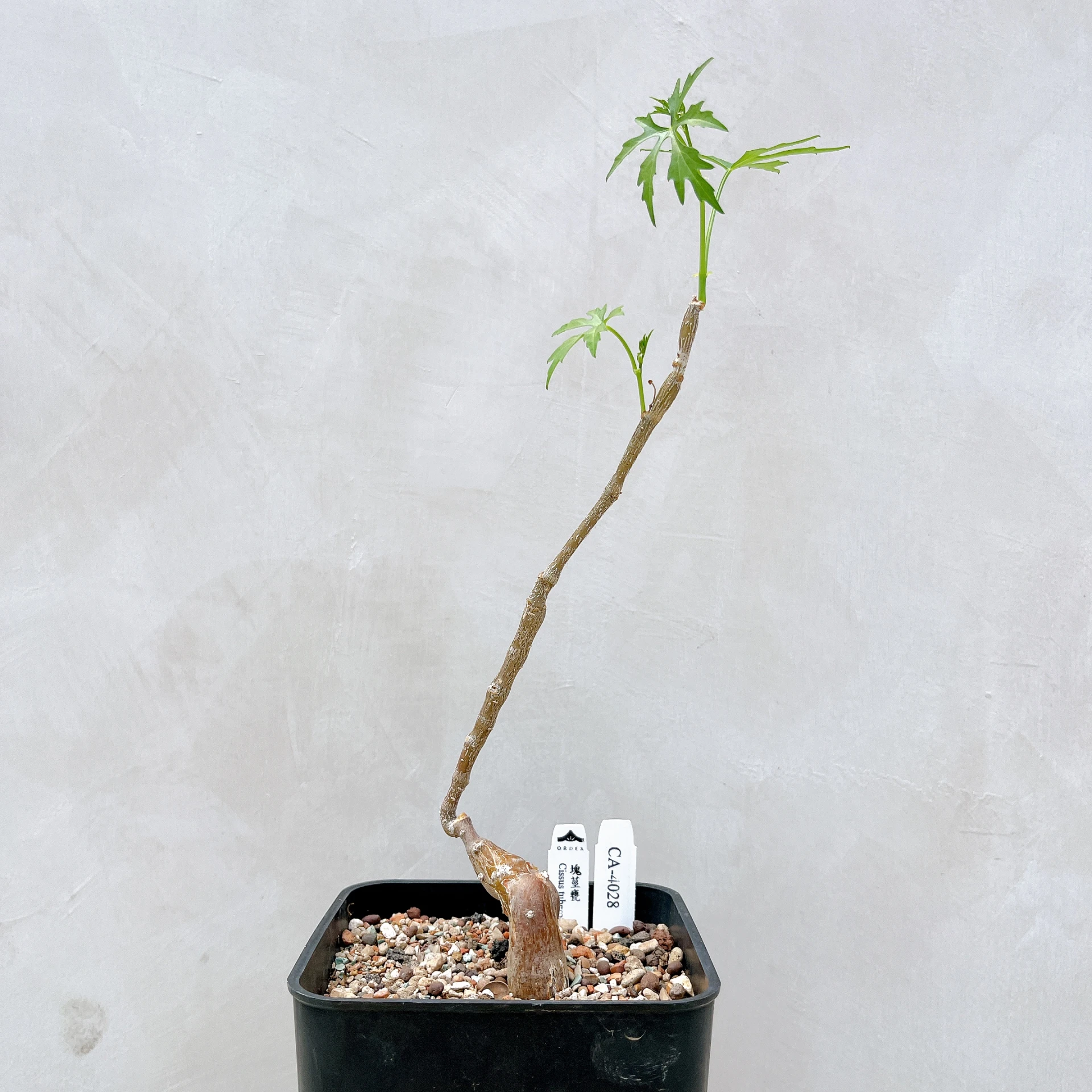 塊莖甕 Cissus tuberosa CA-4028