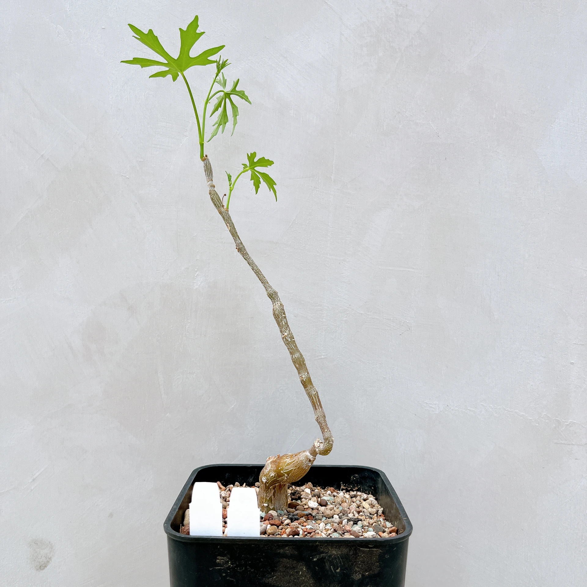 塊莖甕 Cissus tuberosa CA-4028