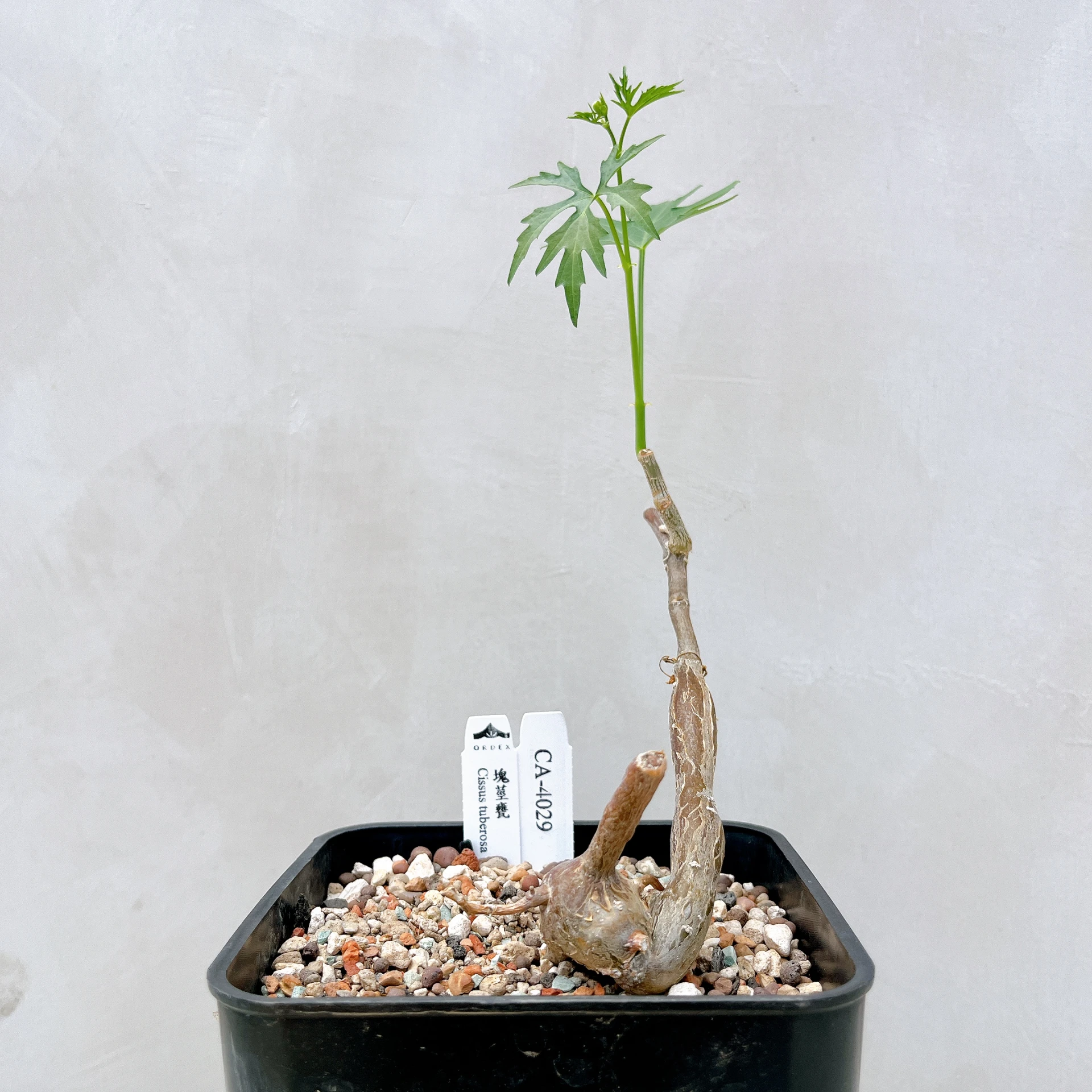 塊莖甕 Cissus tuberosa CA-4029