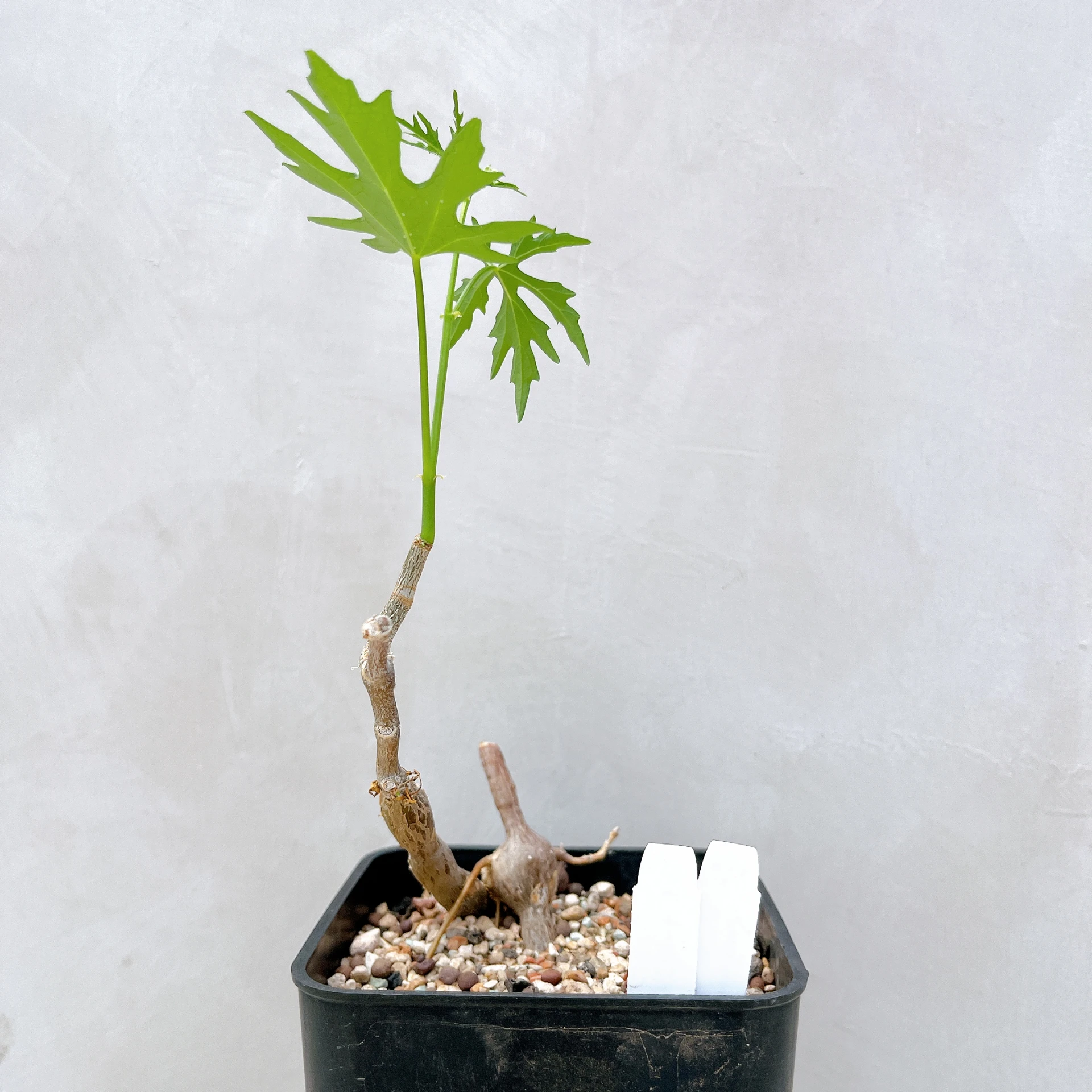 塊莖甕 Cissus tuberosa CA-4029