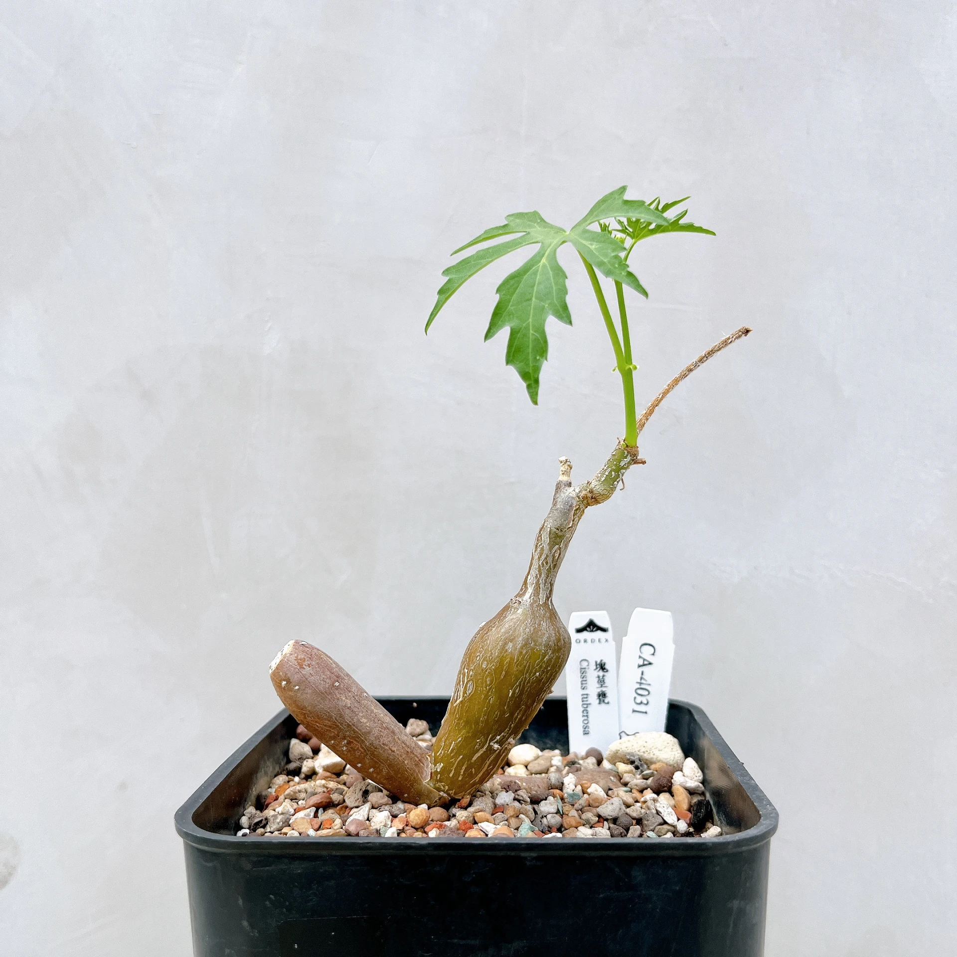 塊莖甕 Cissus tuberosa CA-4031