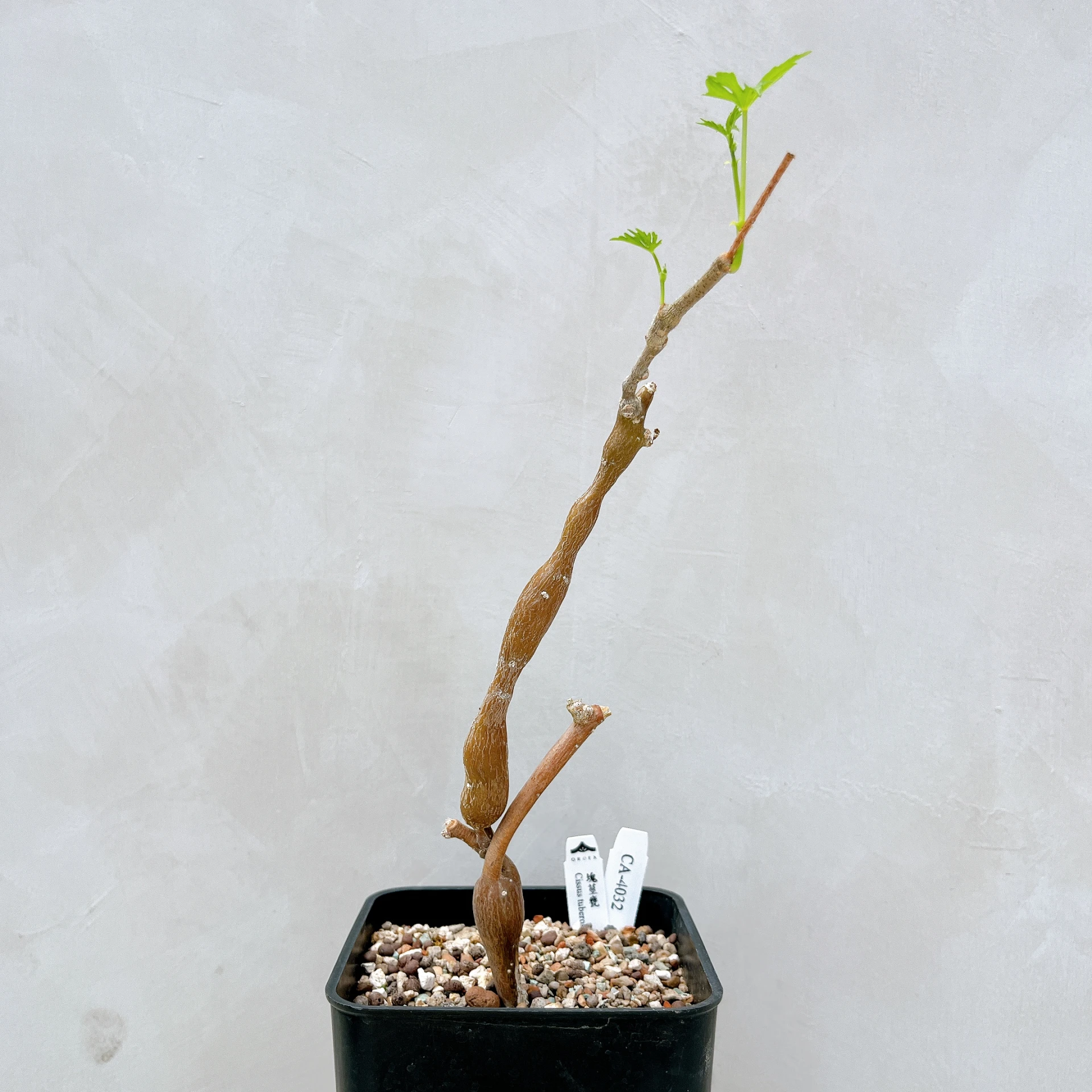 塊莖甕 Cissus tuberosa CA-4032