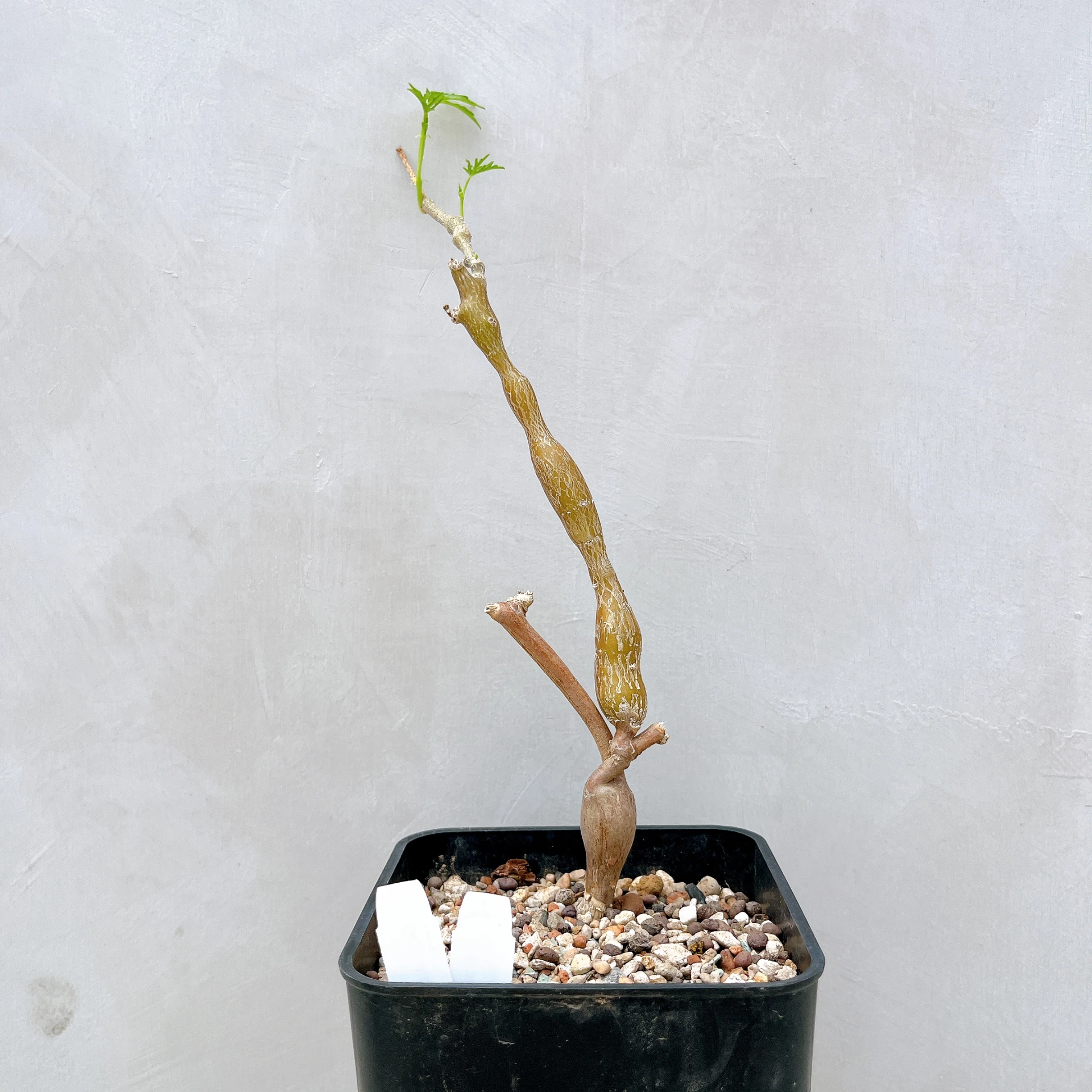 塊莖甕 Cissus tuberosa CA-4032