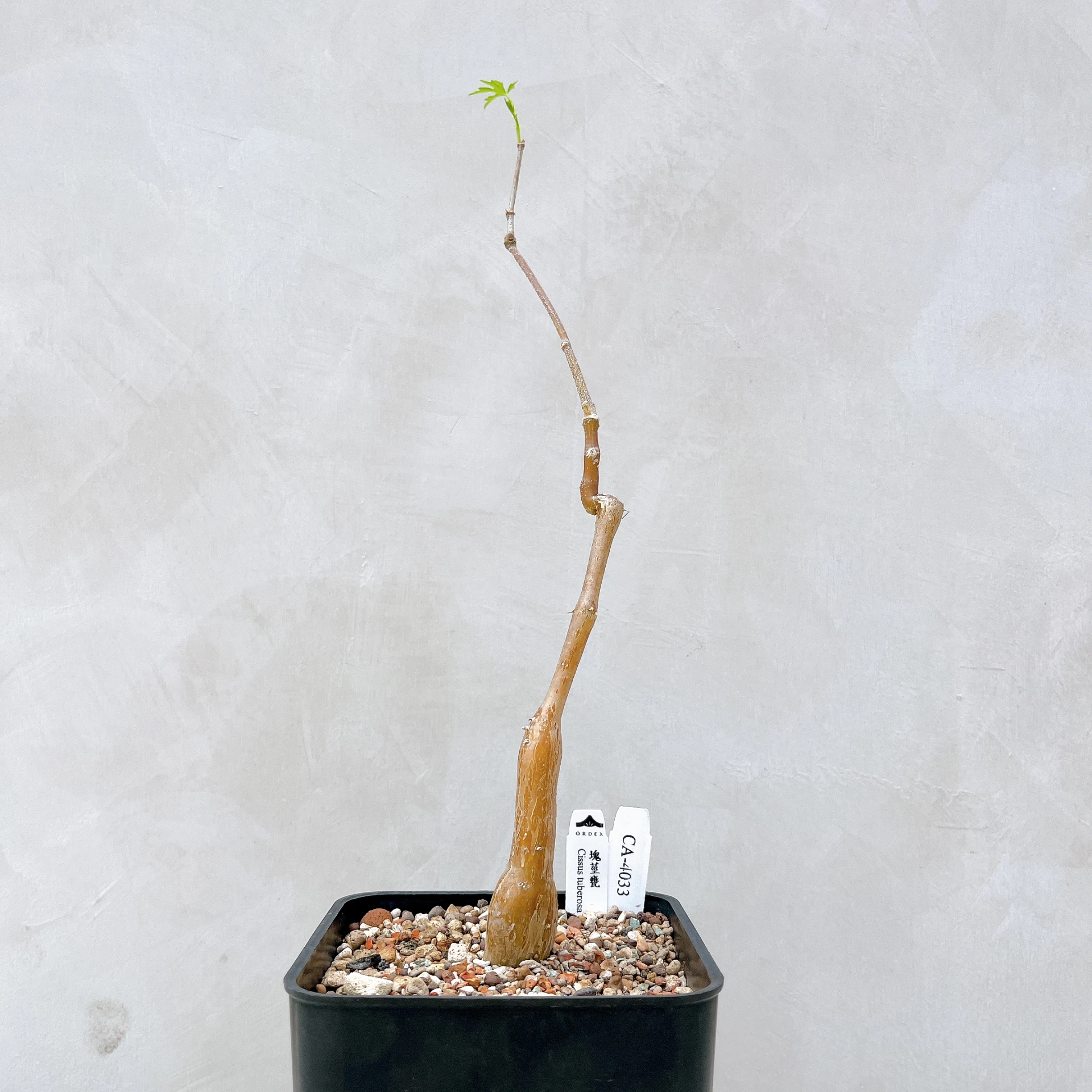 塊莖甕 Cissus tuberosa CA-4033