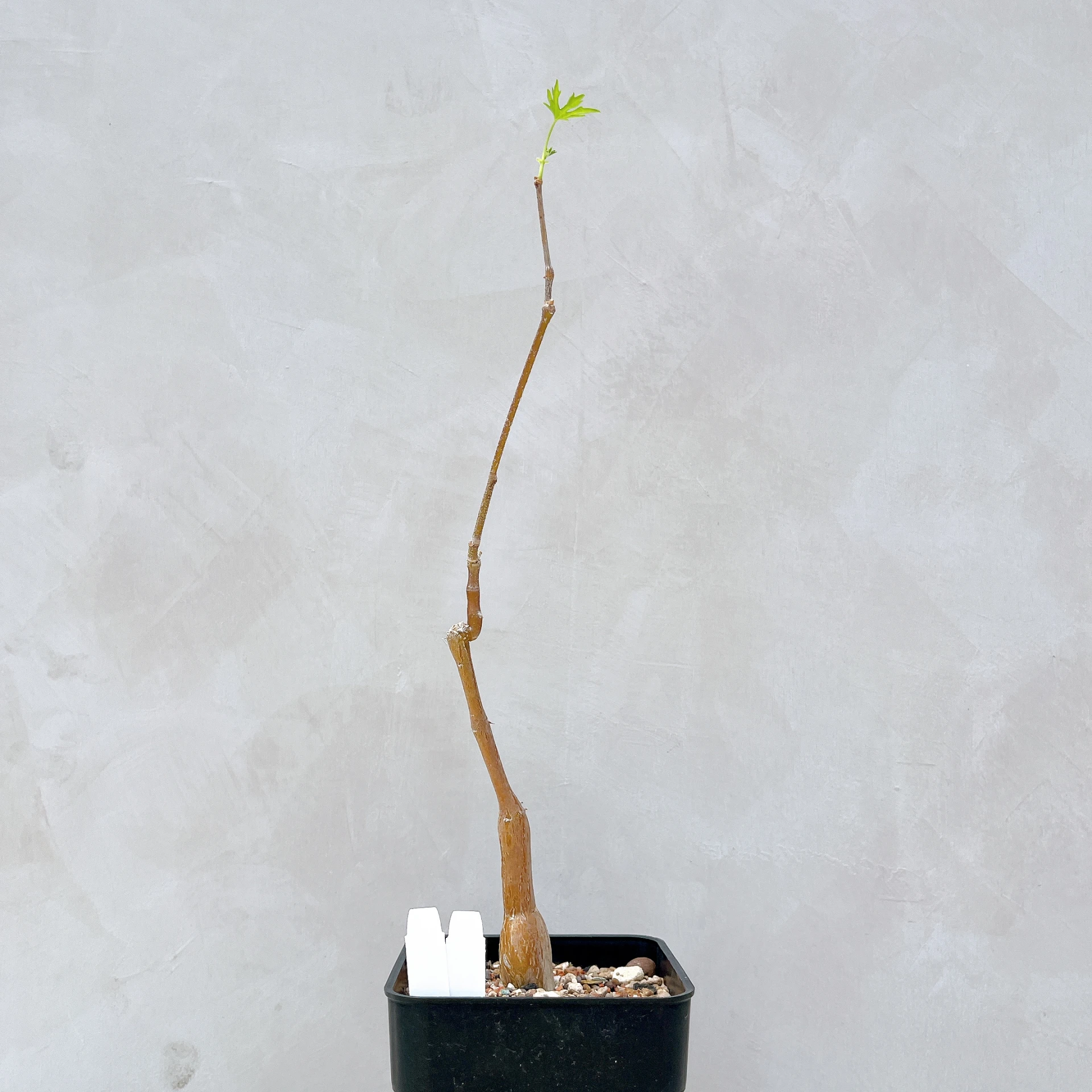 塊莖甕 Cissus tuberosa CA-4033