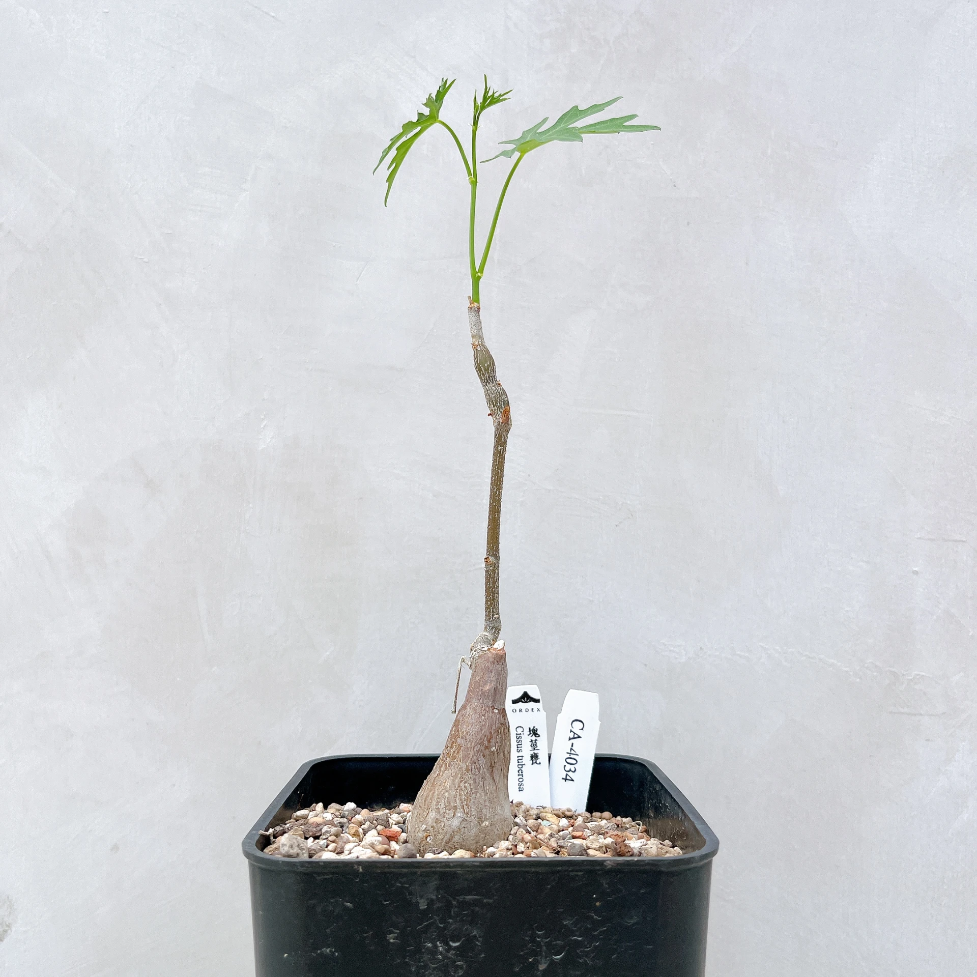 塊莖甕 Cissus tuberosa CA-4034