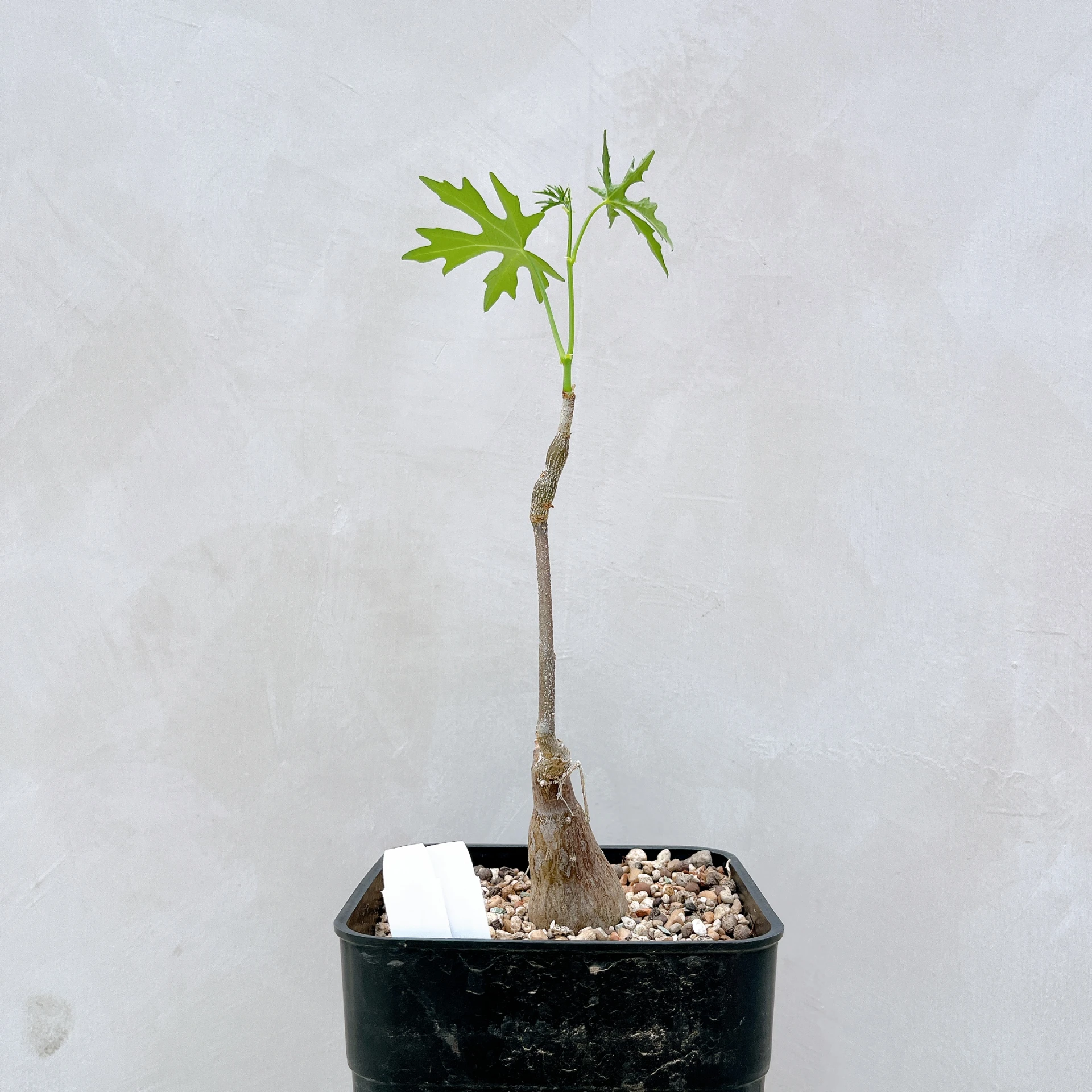 塊莖甕 Cissus tuberosa CA-4034
