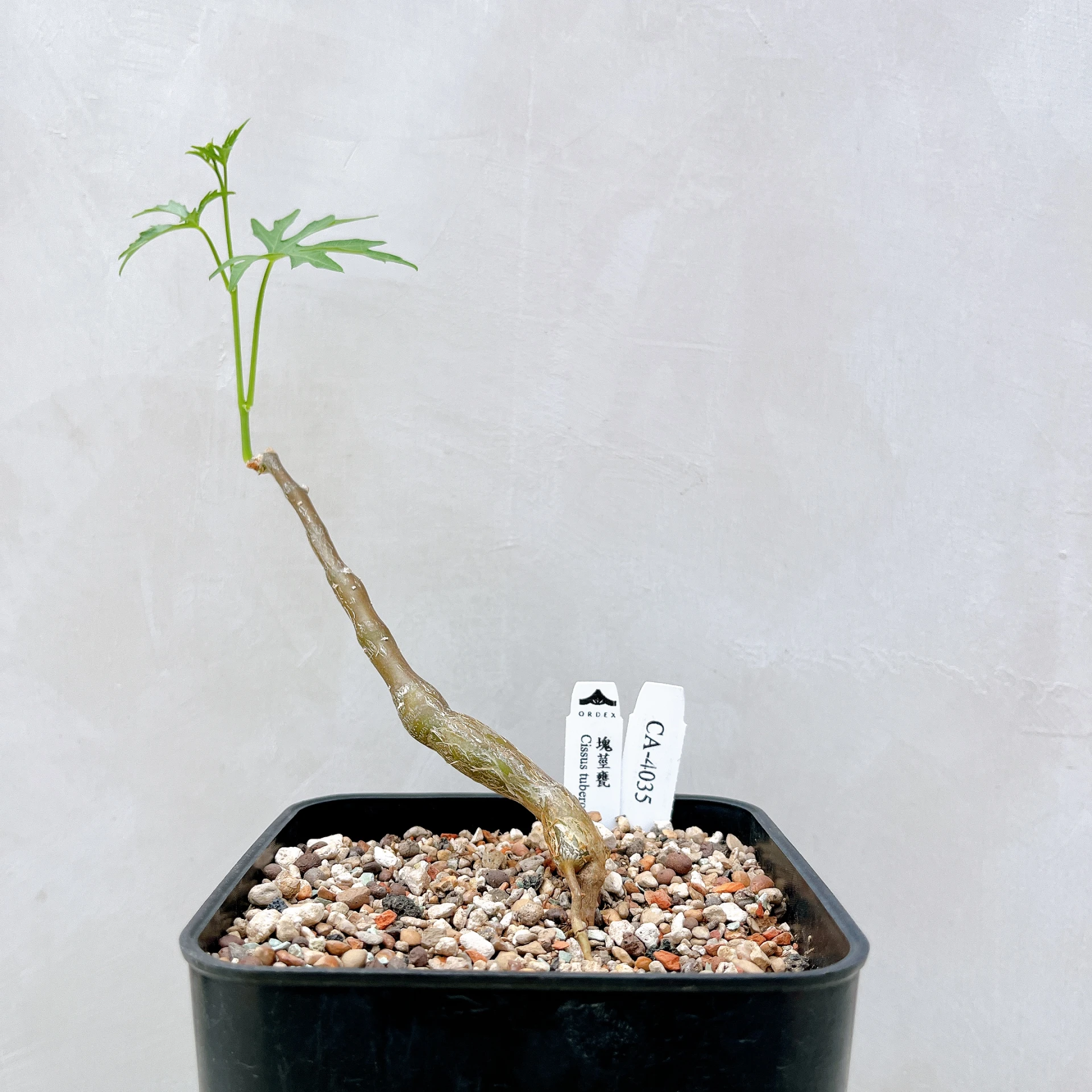 塊莖甕 Cissus tuberosa CA-4035