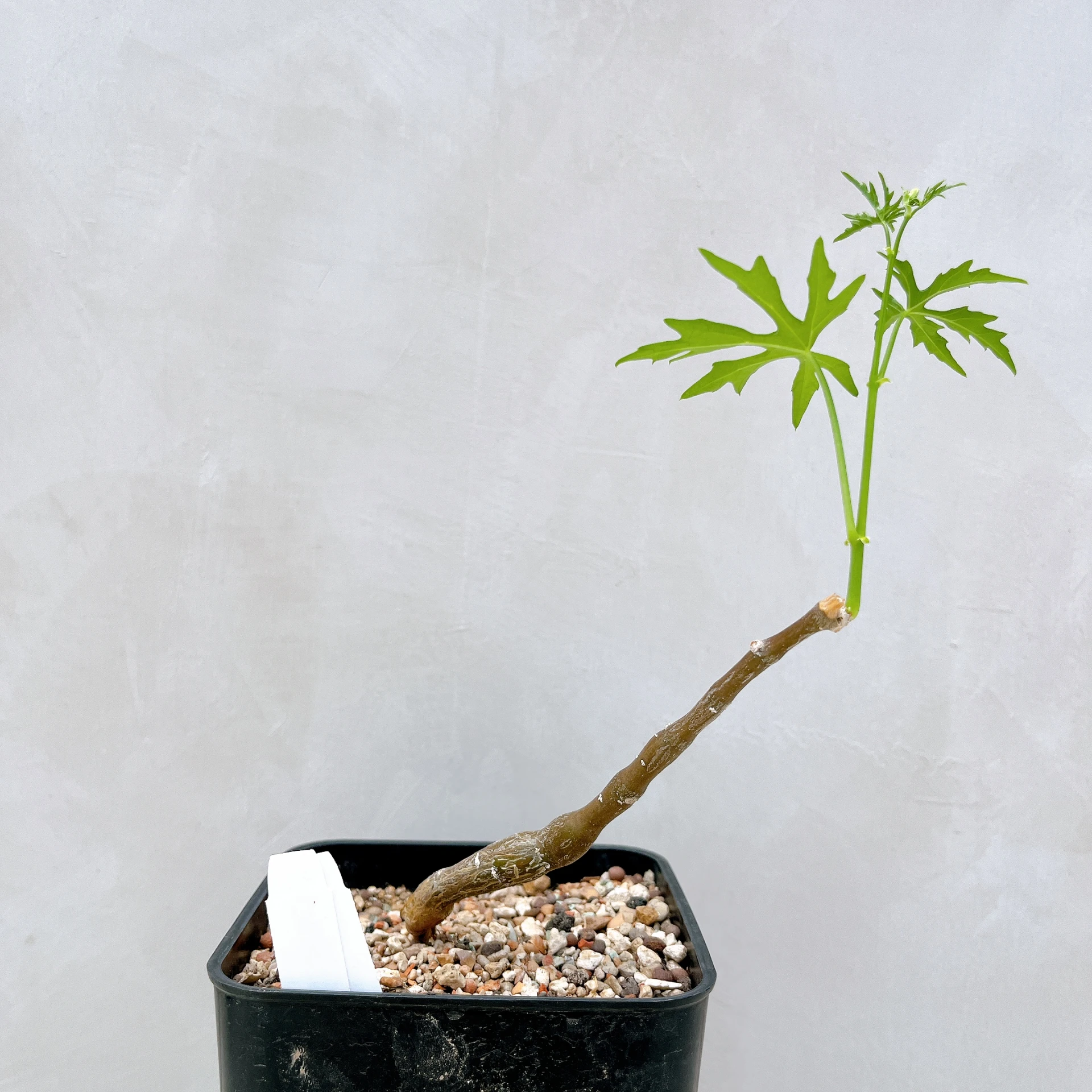 塊莖甕 Cissus tuberosa CA-4035
