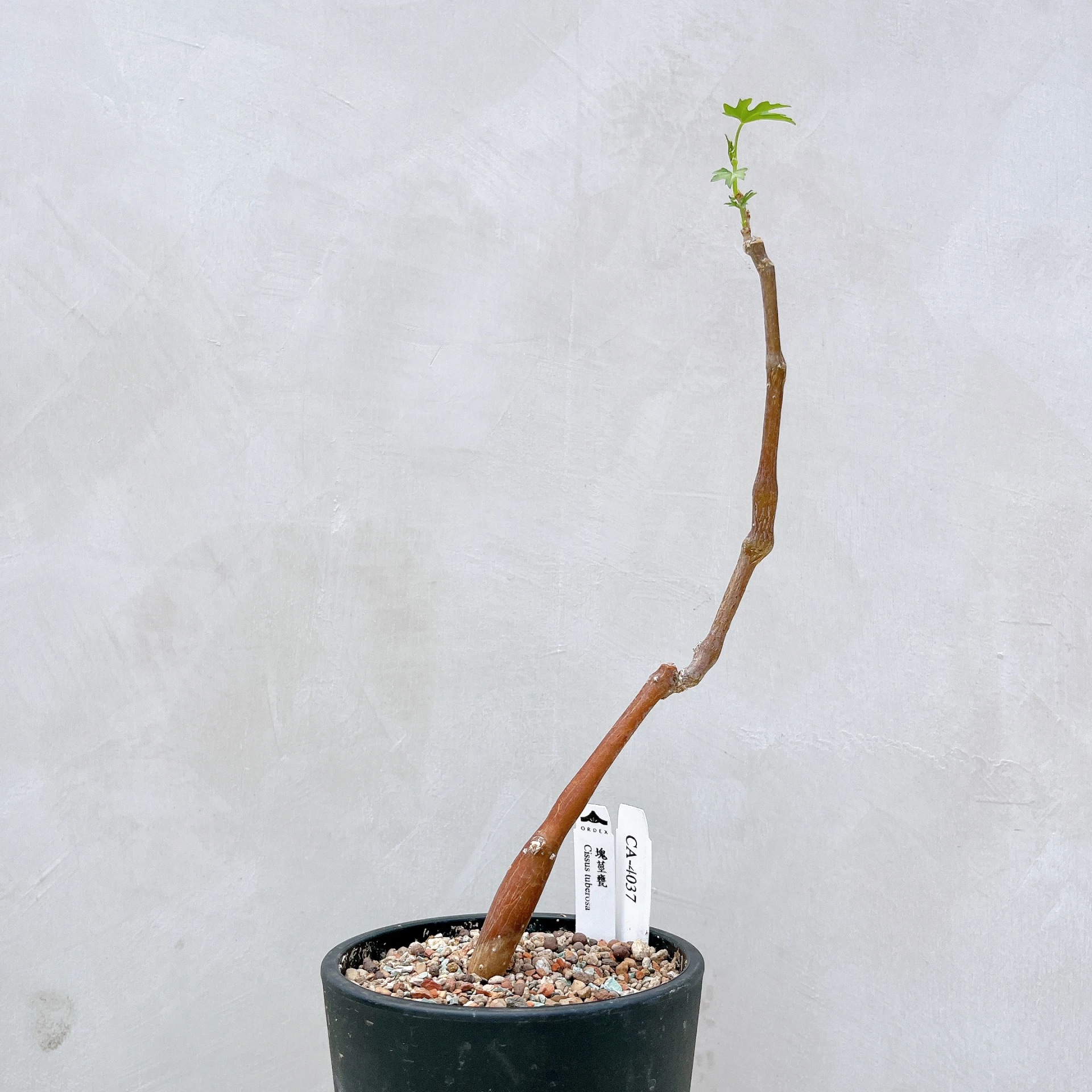 塊莖甕 Cissus tuberosa CA-4037