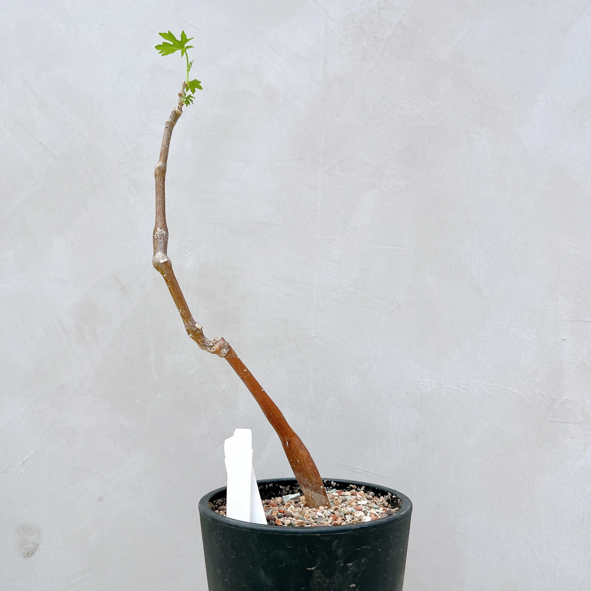 塊莖甕 Cissus tuberosa CA-4037