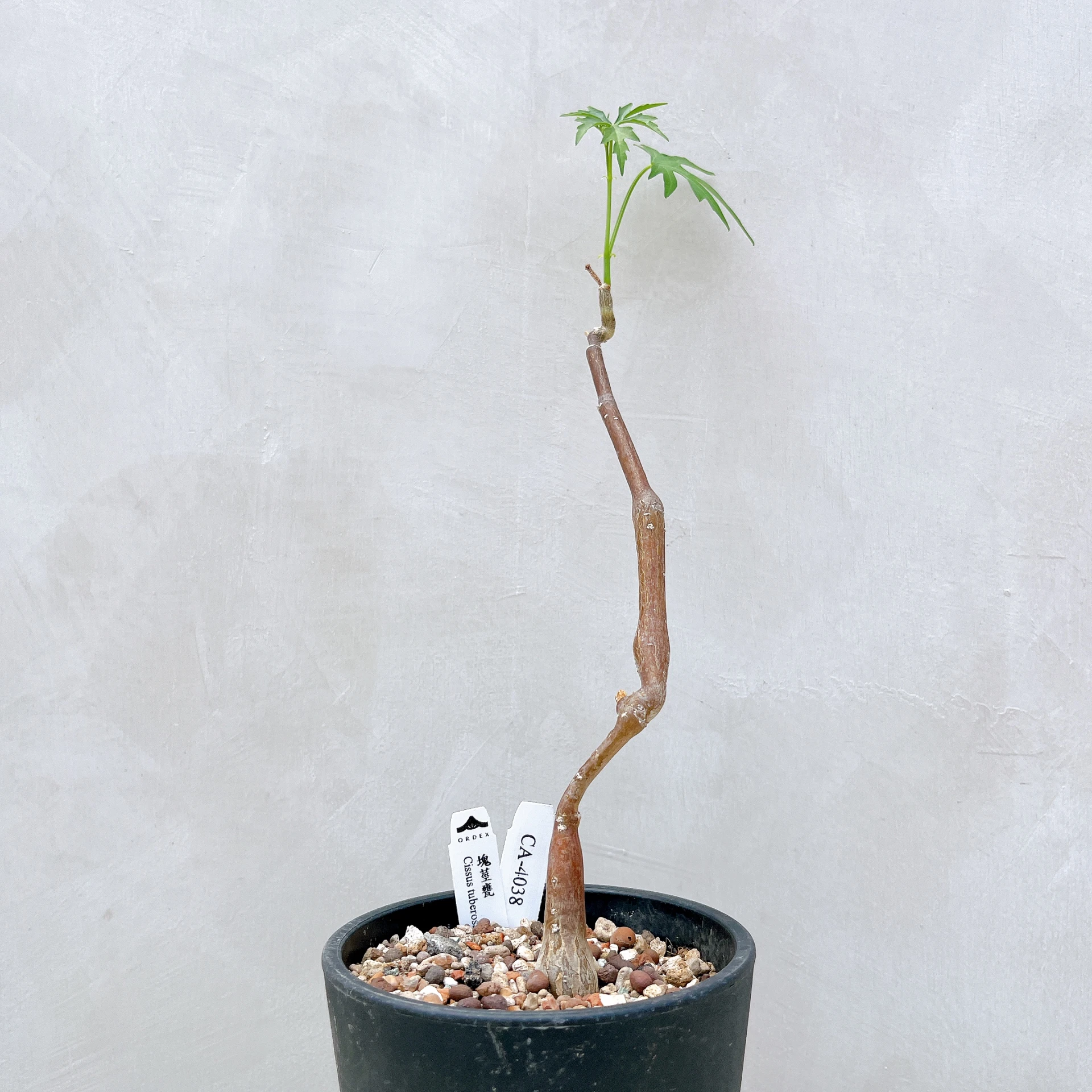 塊莖甕 Cissus tuberosa CA-4038