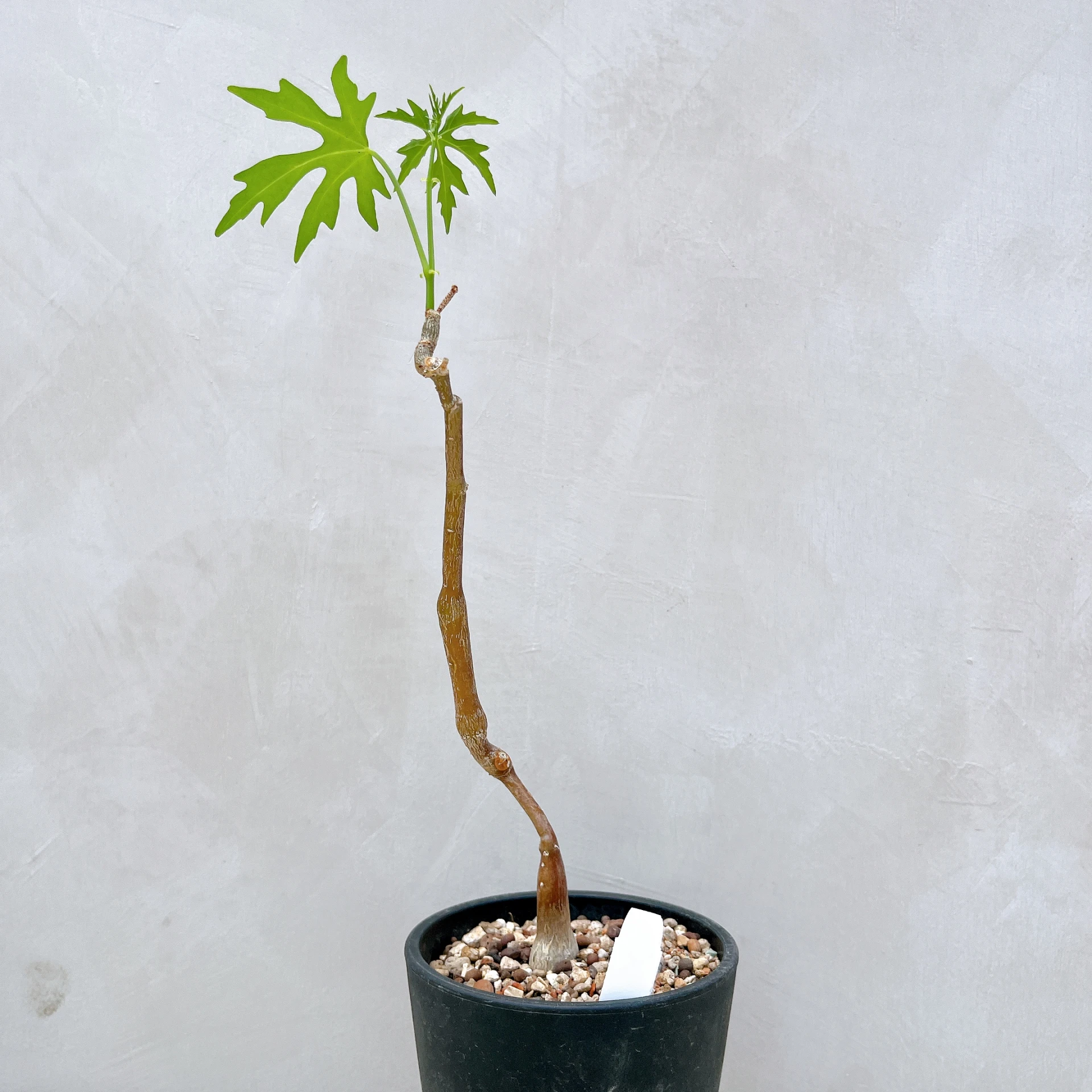 塊莖甕 Cissus tuberosa CA-4038