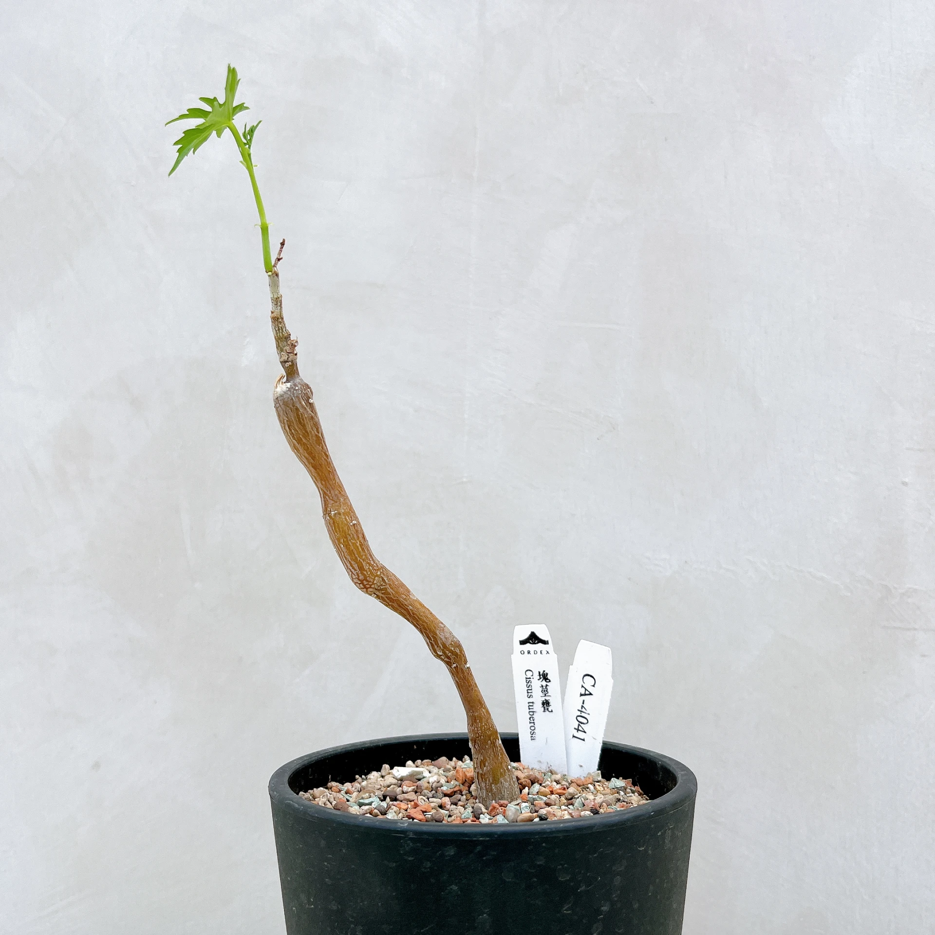 塊莖甕 Cissus tuberosa CA-4041