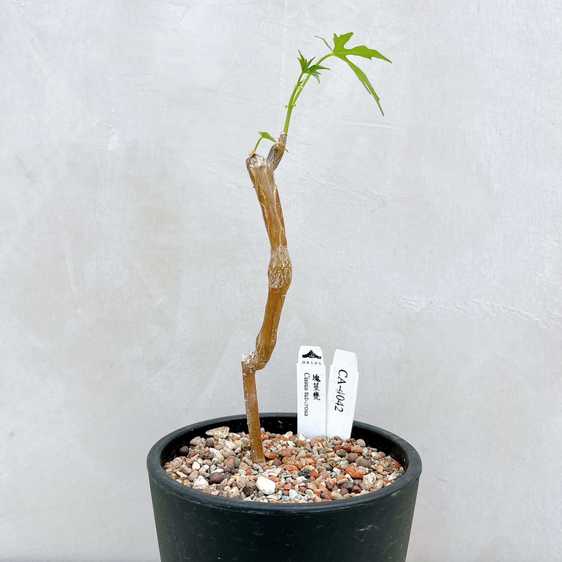 塊莖甕 Cissus tuberosa CA-4042