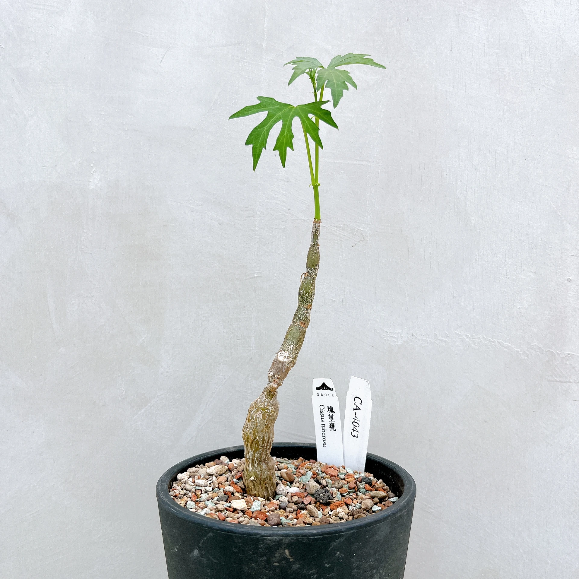 塊莖甕 Cissus tuberosa CA-4043