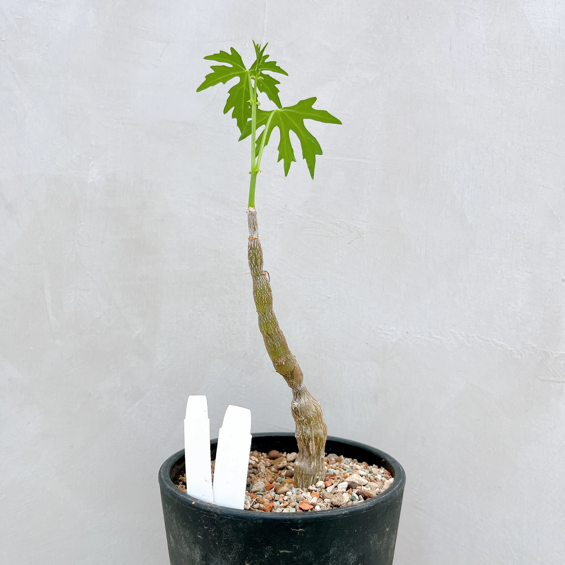 塊莖甕 Cissus tuberosa CA-4043