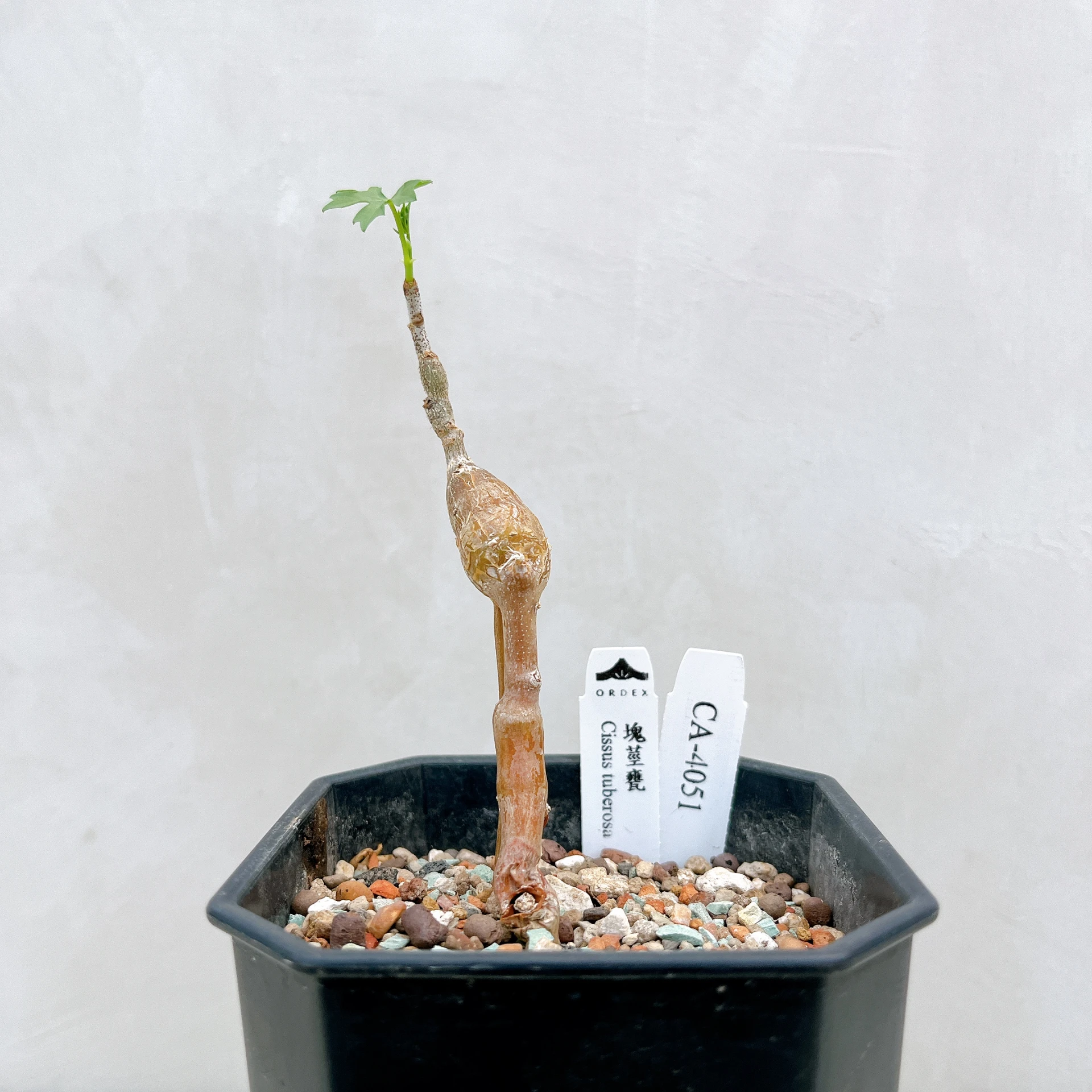 塊莖甕 Cissus tuberosa CA-4051