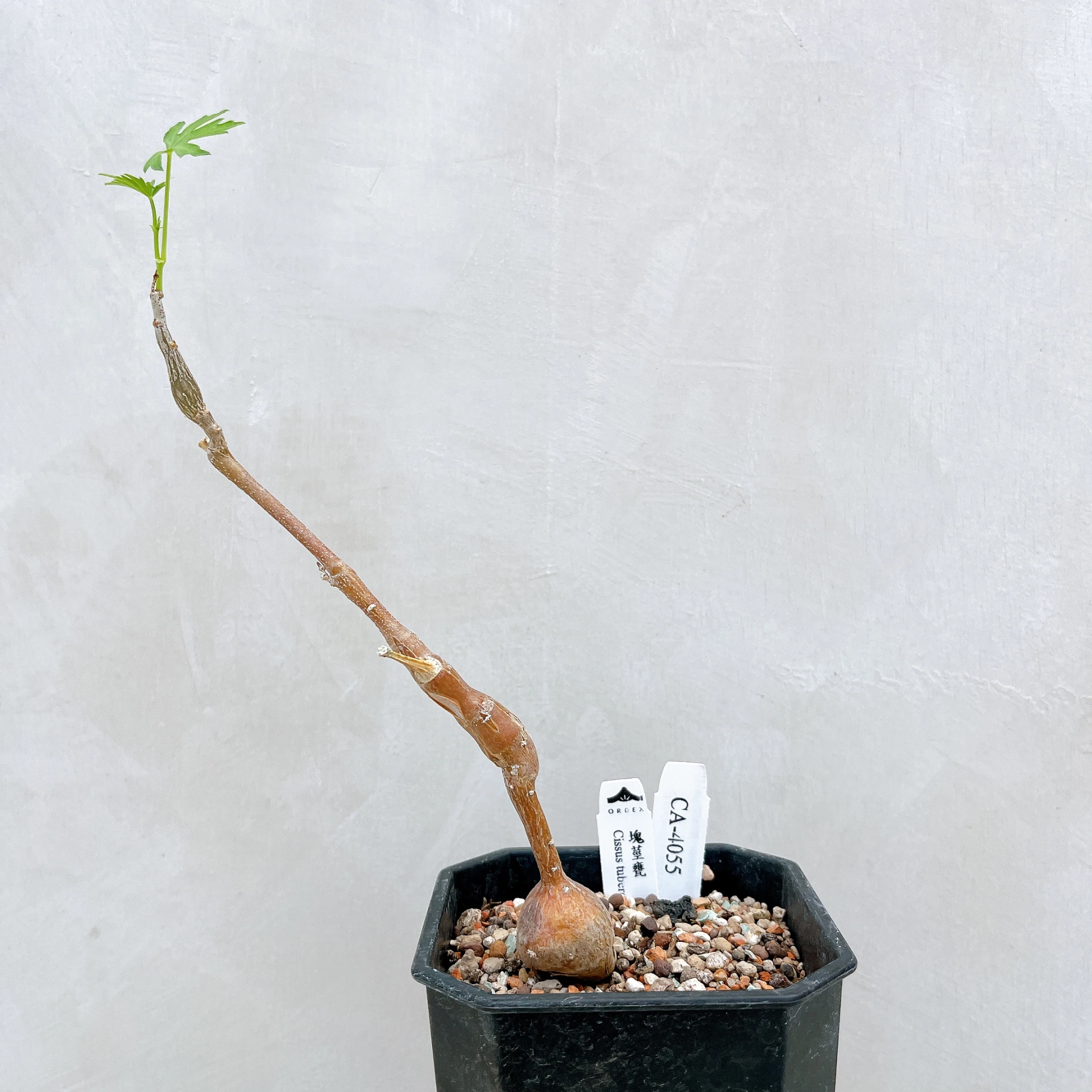 塊莖甕 Cissus tuberosa CA-4055