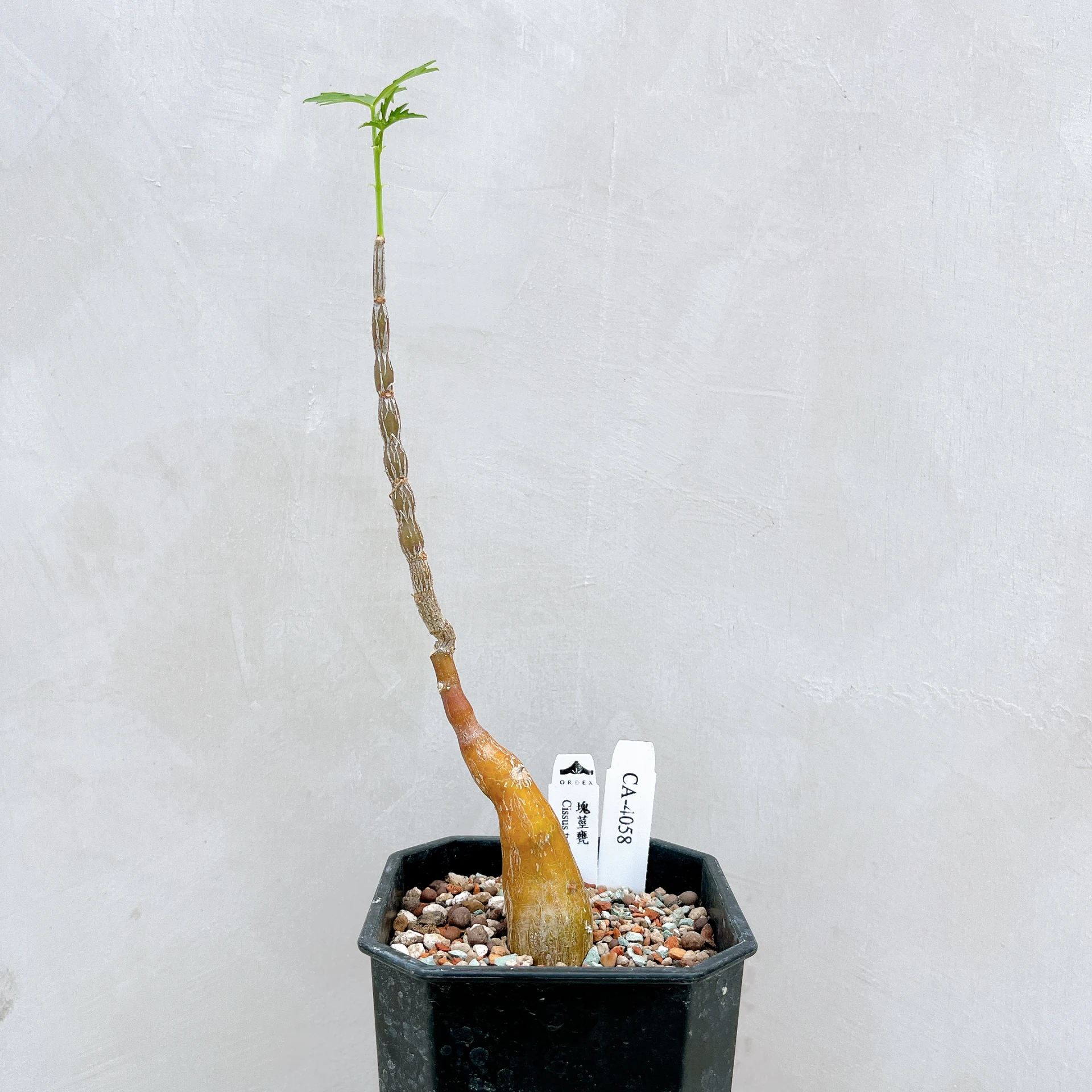 塊莖甕 Cissus tuberosa CA-4058