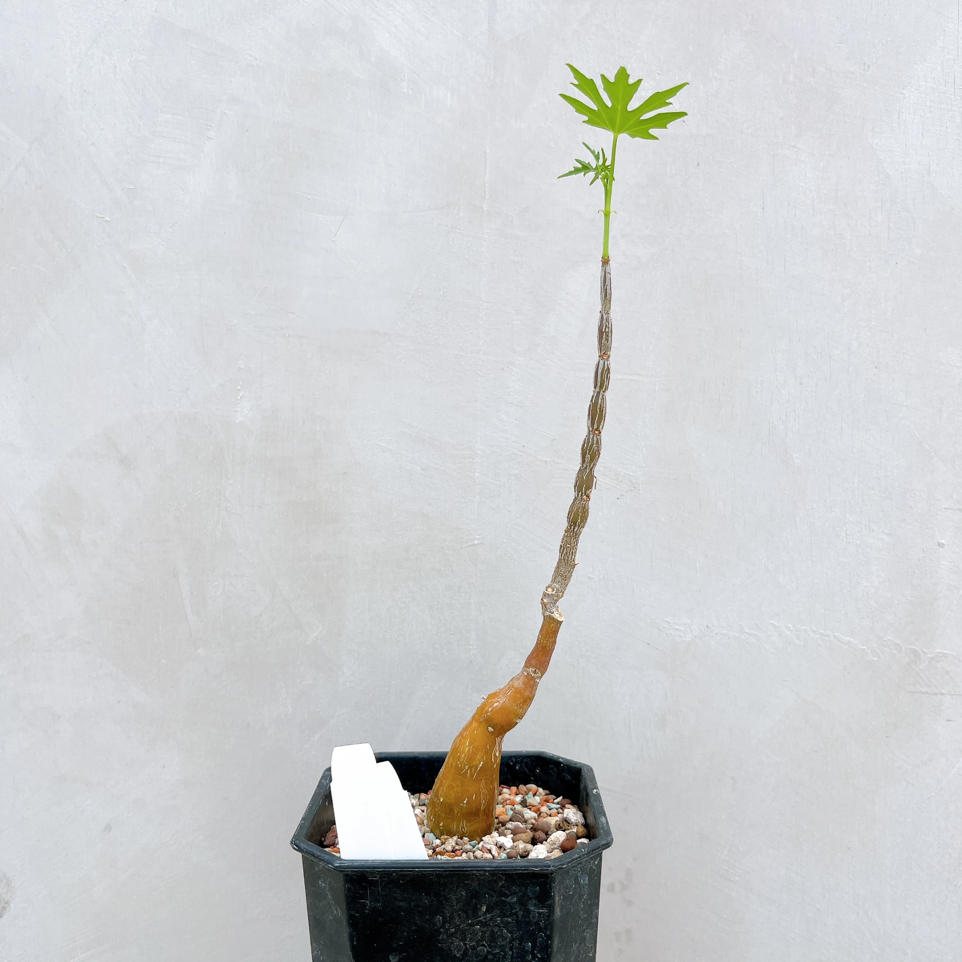 塊莖甕 Cissus tuberosa CA-4058