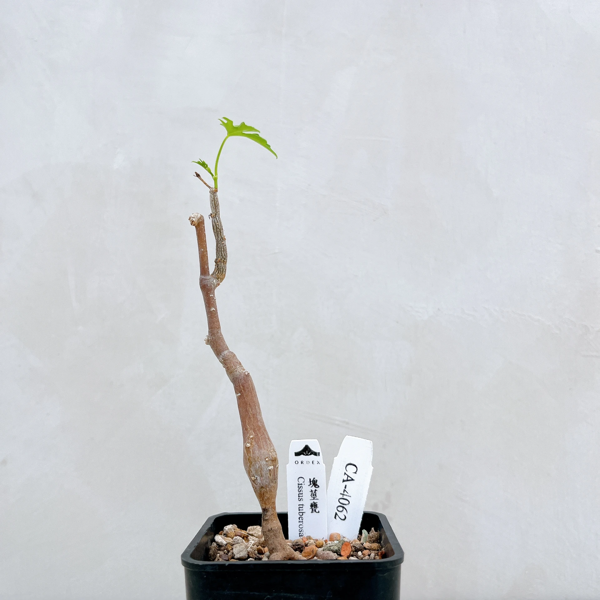 塊莖甕 Cissus tuberosa CA-4062