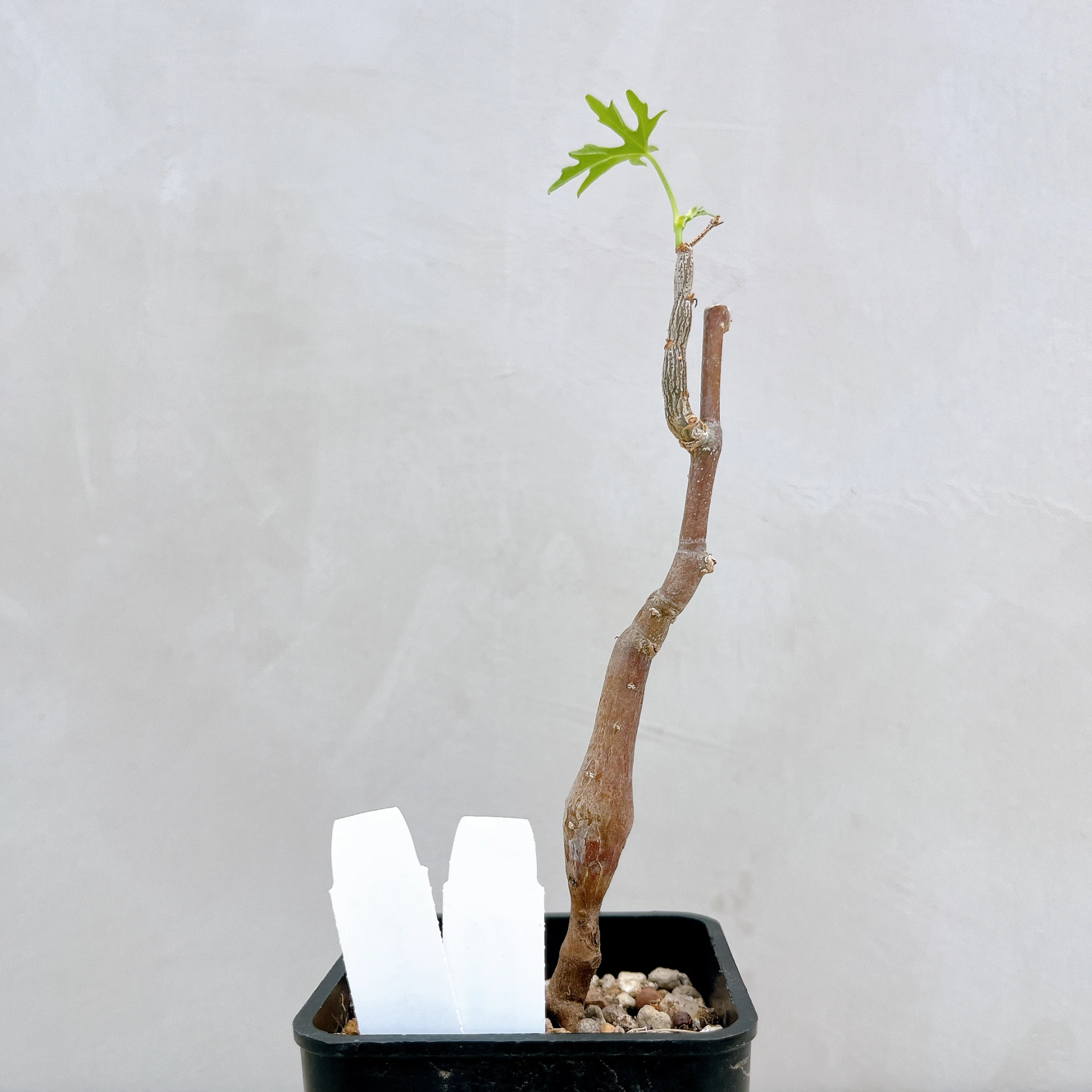 塊莖甕 Cissus tuberosa CA-4062